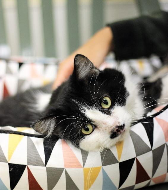 Enlarge Mr. Mustache, a Adopted mixed breed in Saint Paul, MN image 5/6