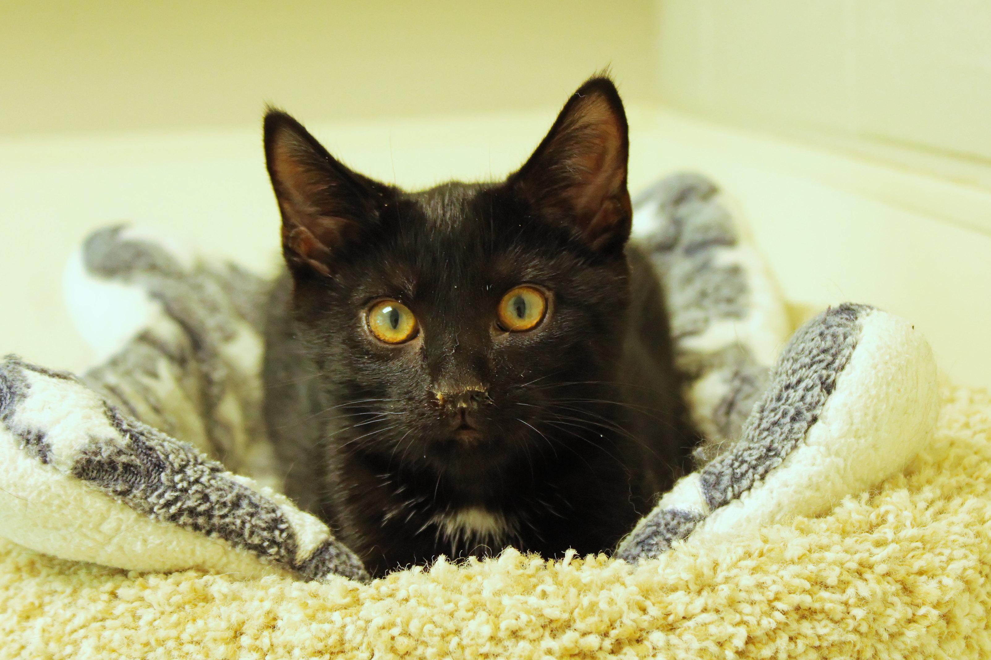 Swartz, a ADOPTABLE mixed breed in Urbana, OH image 5/5