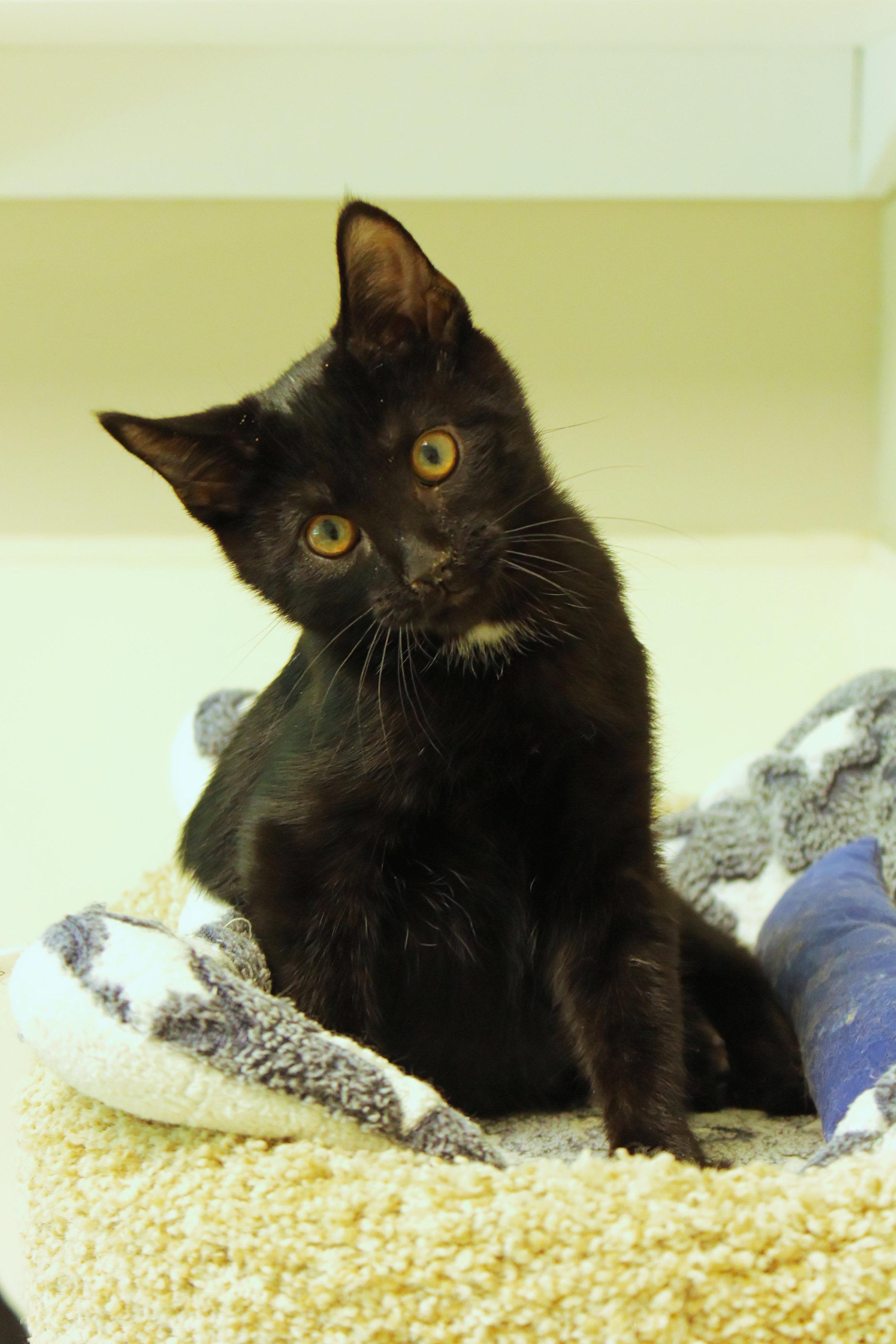 Swartz, a ADOPTABLE mixed breed in Urbana, OH image 4/5