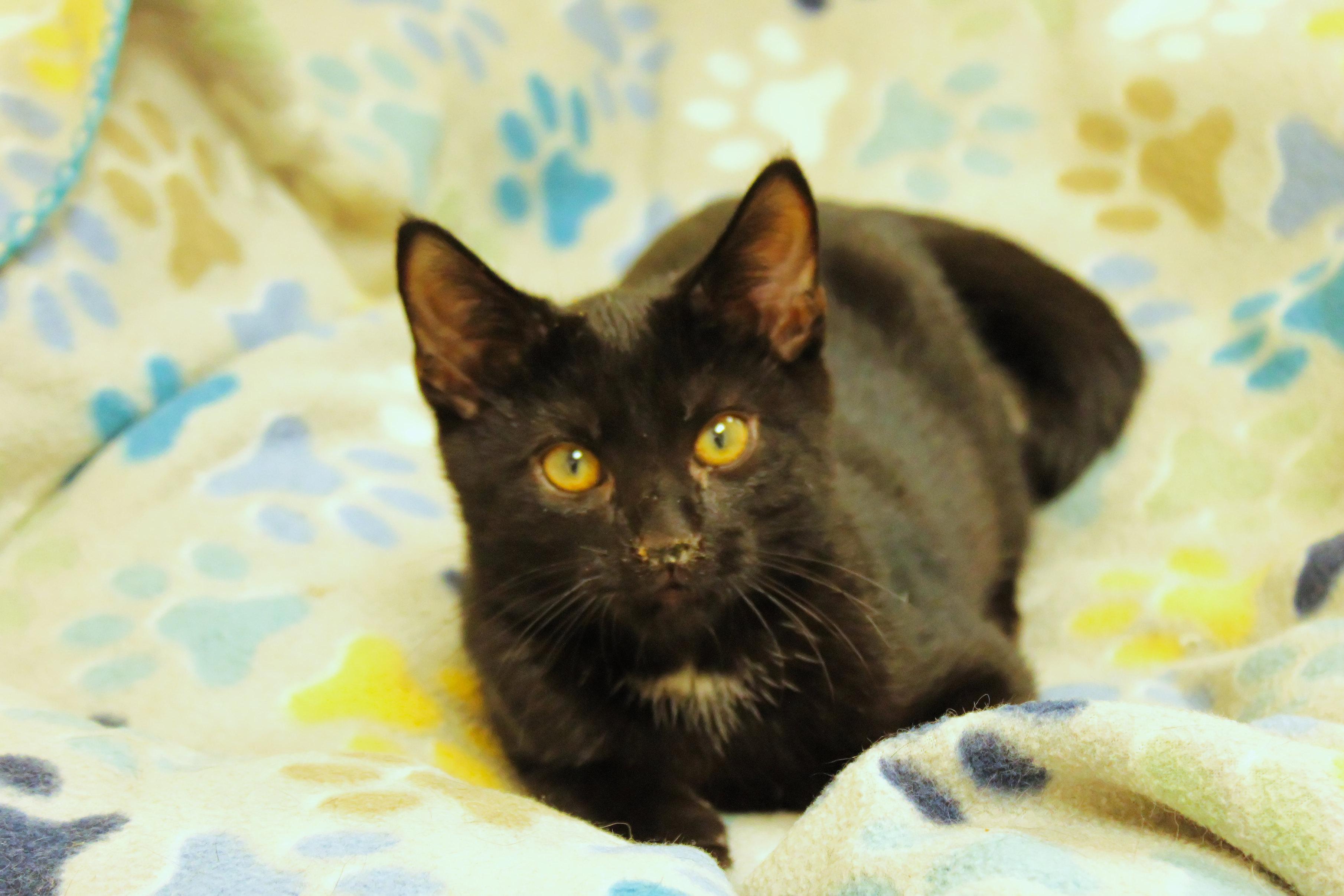 Swartz, a ADOPTABLE mixed breed in Urbana, OH image 2/5