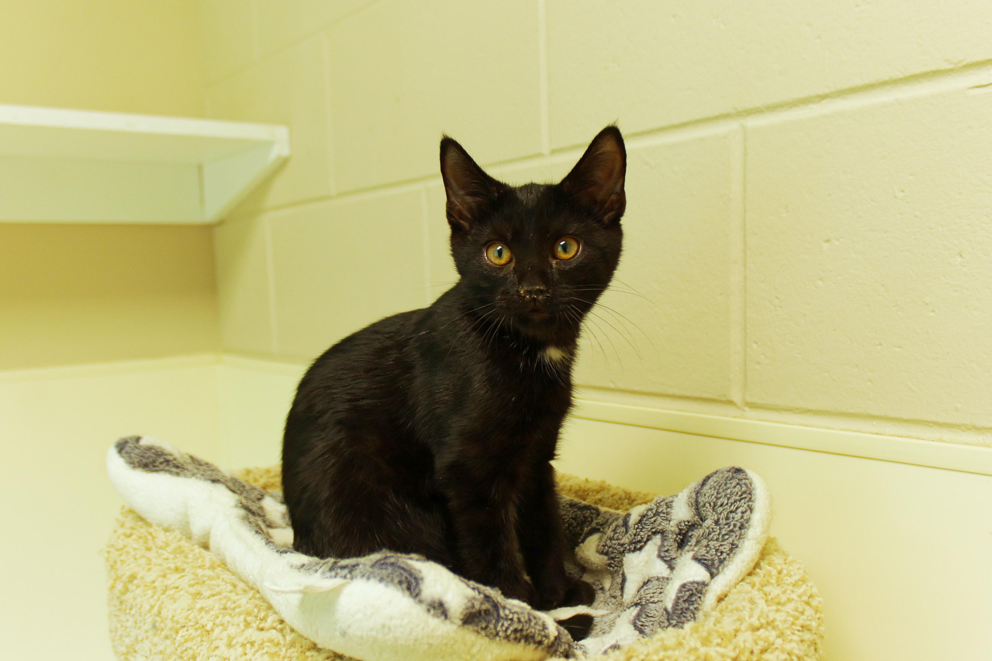 Swartz, a ADOPTABLE mixed breed in Urbana, OH image 1/5