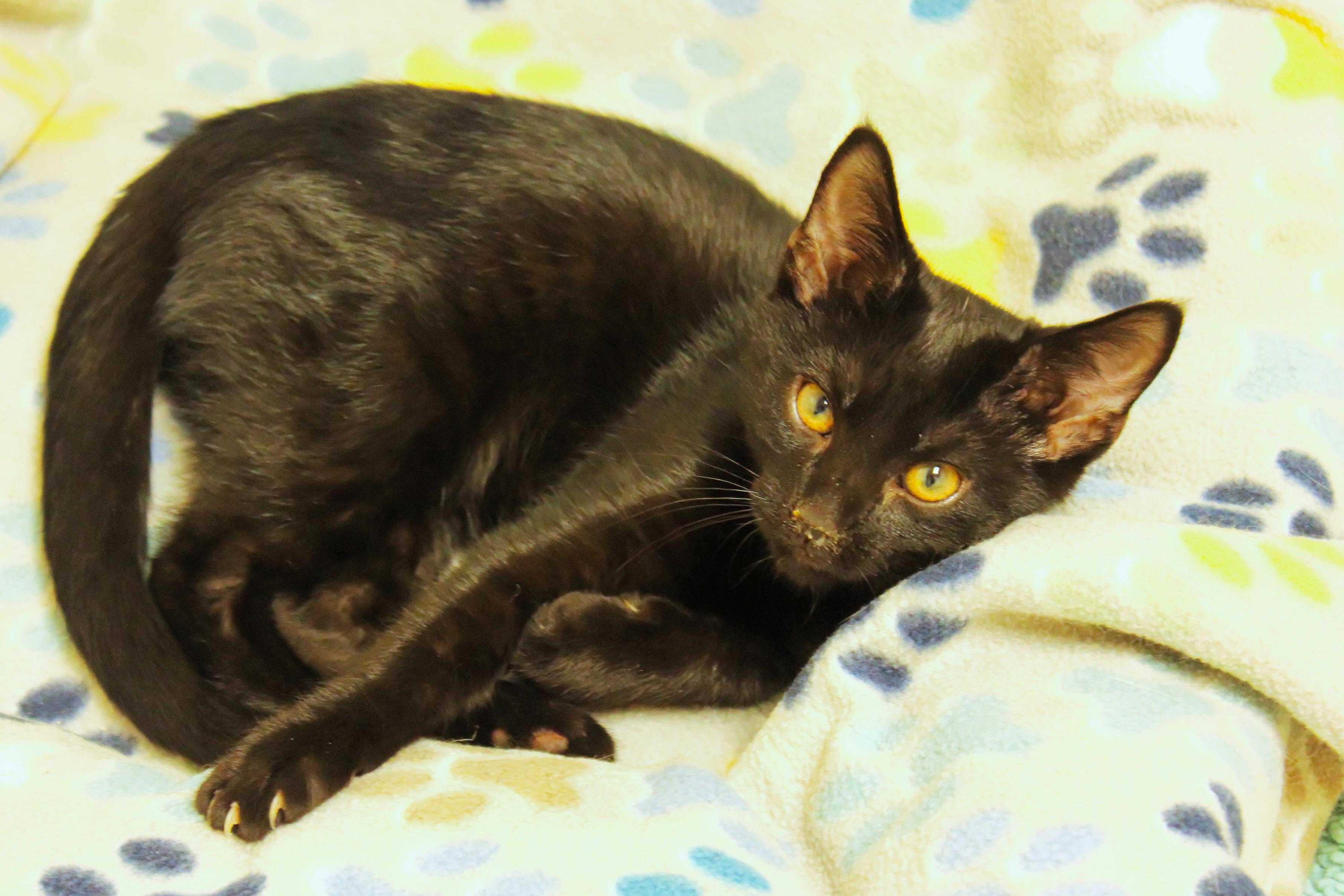 Swartz, a ADOPTABLE mixed breed in Urbana, OH image 3/5