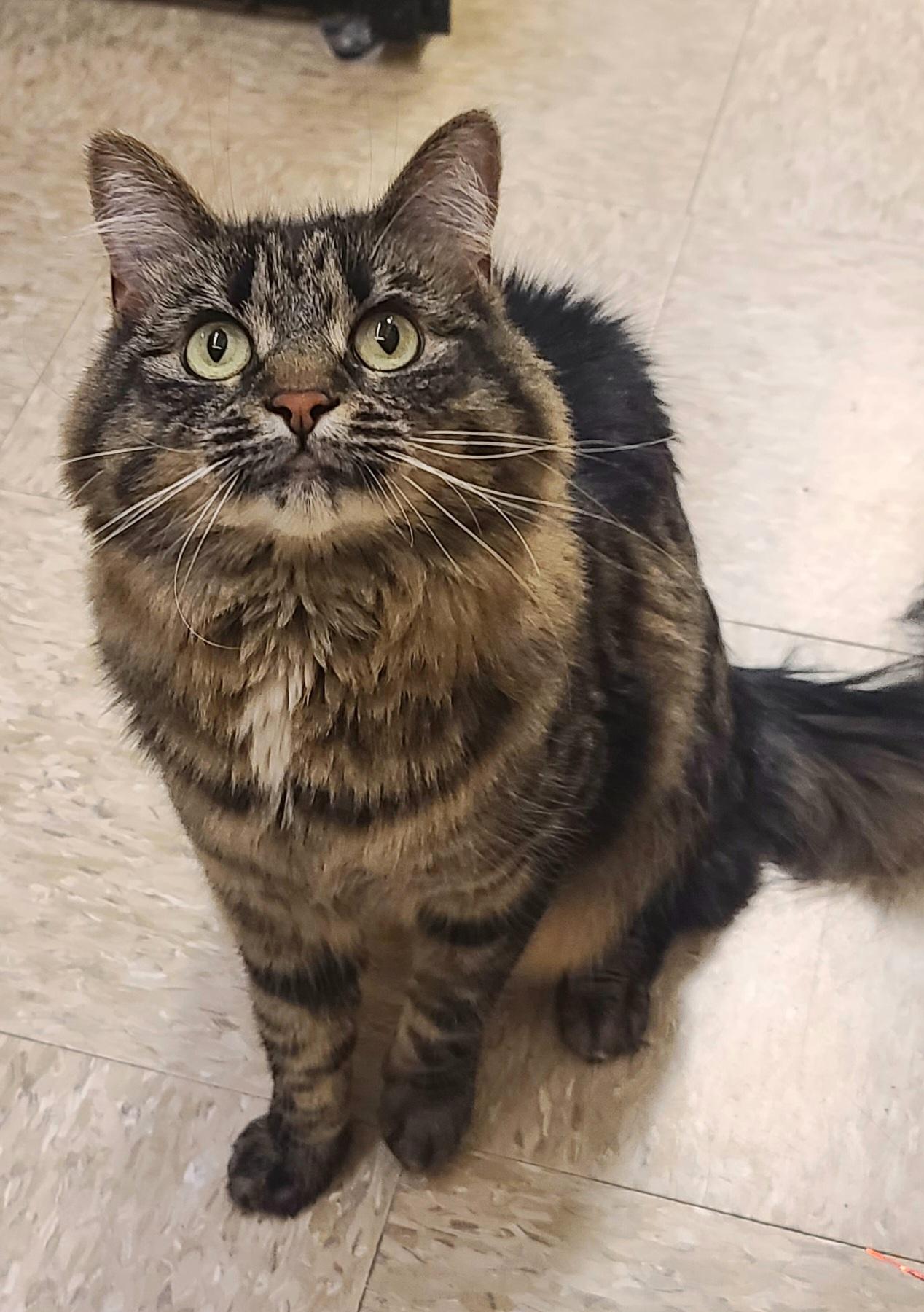 Sabrina Nikki, ADOPTABLE, Adult Female Domestic Long Hair.