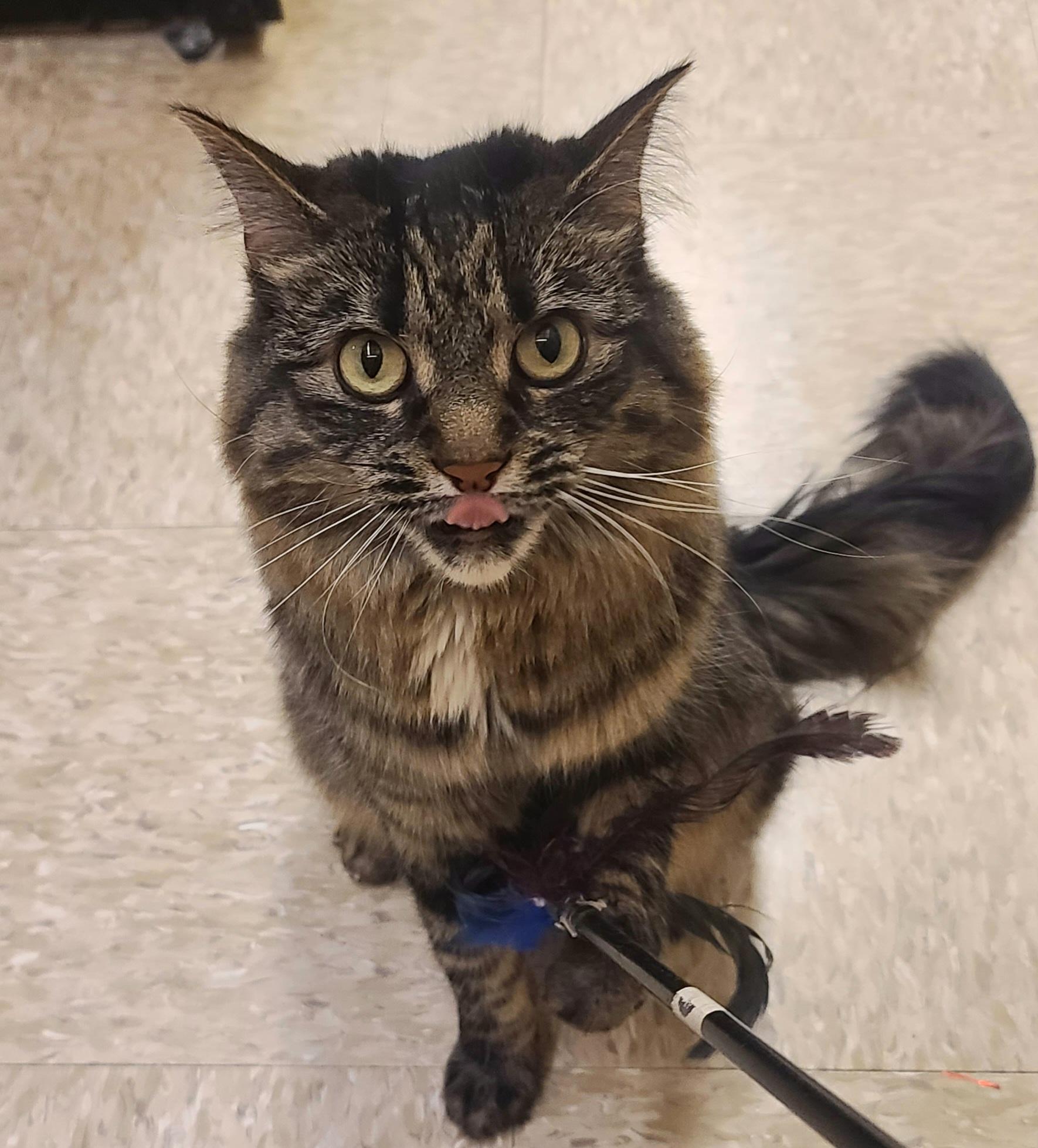 Enlarge Sabrina Nikki, a ADOPTABLE Domestic Long Hair in Elgin, SC image 3/6