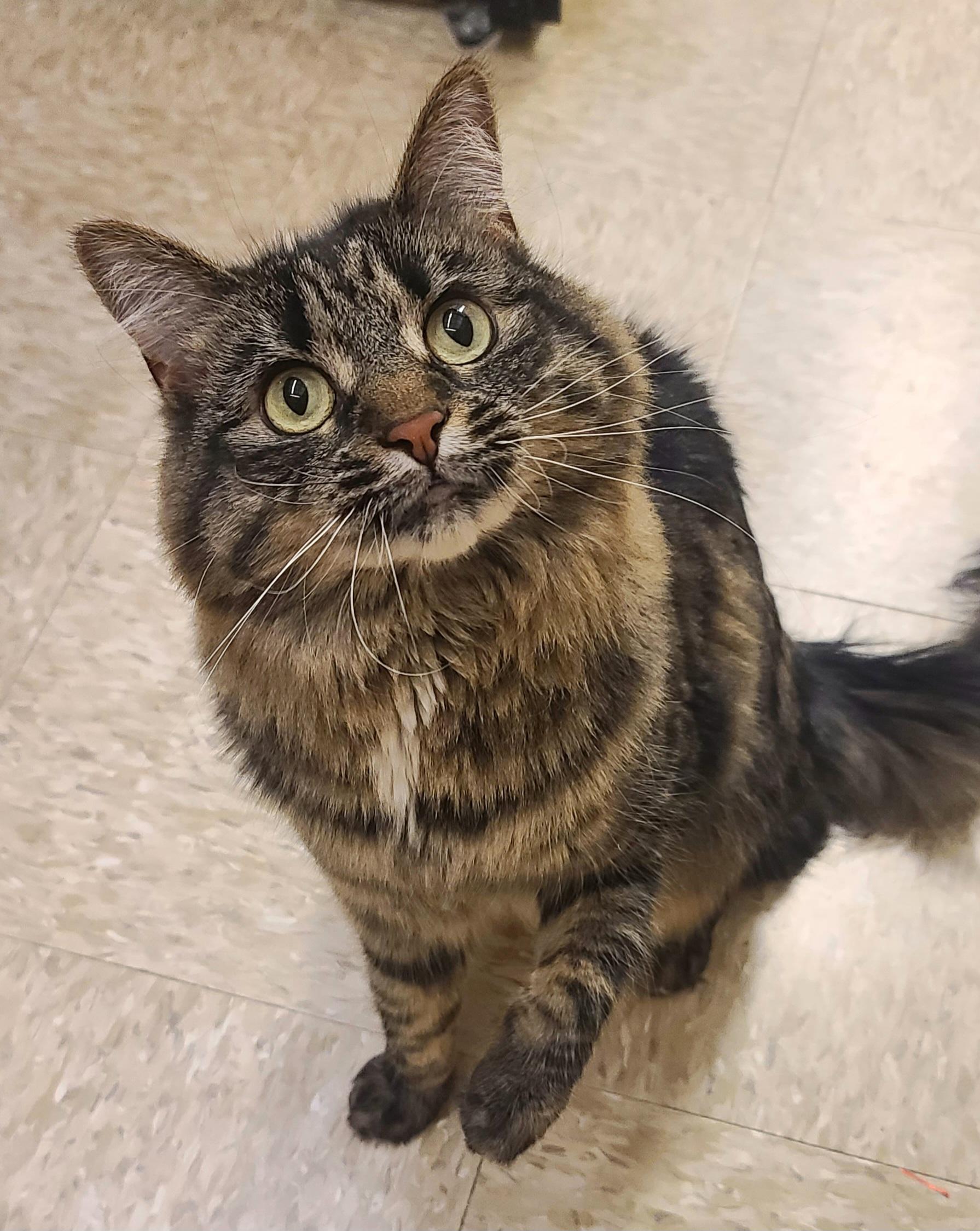 Enlarge Sabrina Nikki, a ADOPTABLE Domestic Long Hair in Elgin, SC image 4/6