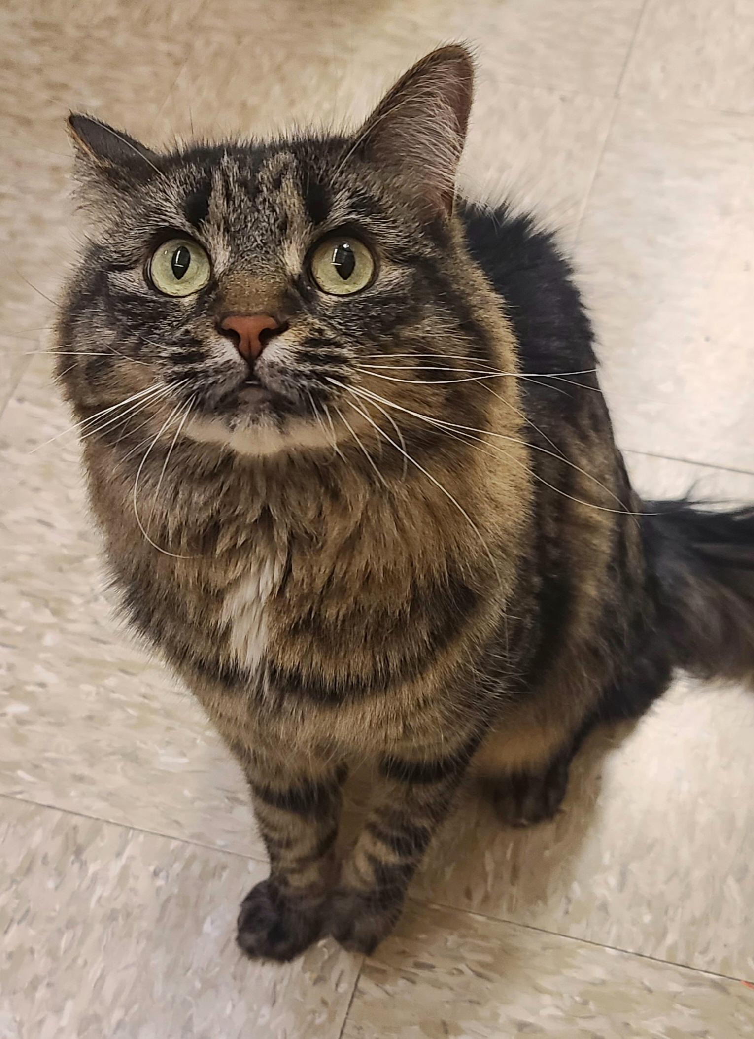 Enlarge Sabrina Nikki, a ADOPTABLE Domestic Long Hair in Elgin, SC image 5/6