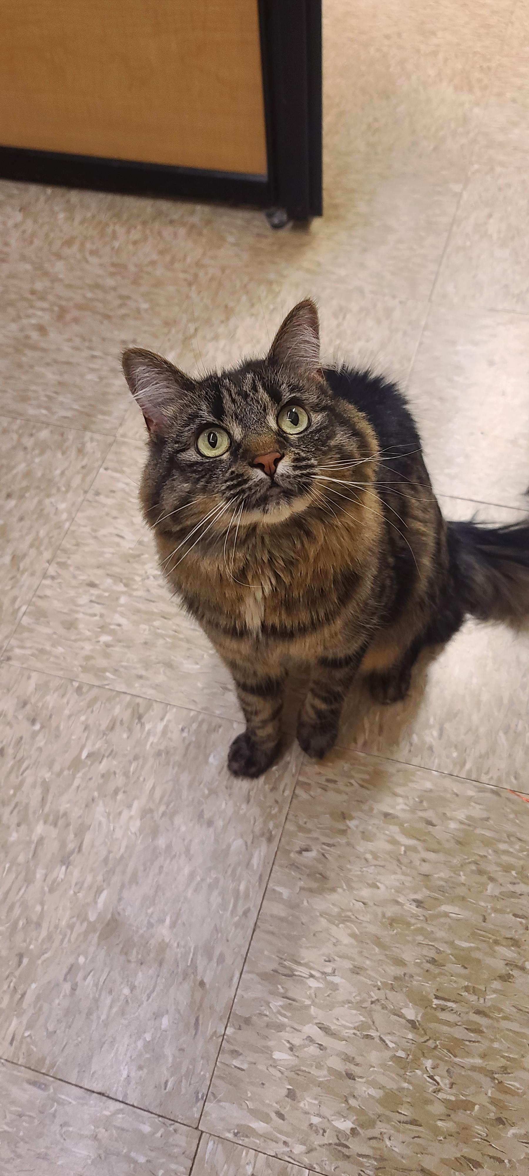 Enlarge Sabrina Nikki, a ADOPTABLE Domestic Long Hair in Elgin, SC image 6/6