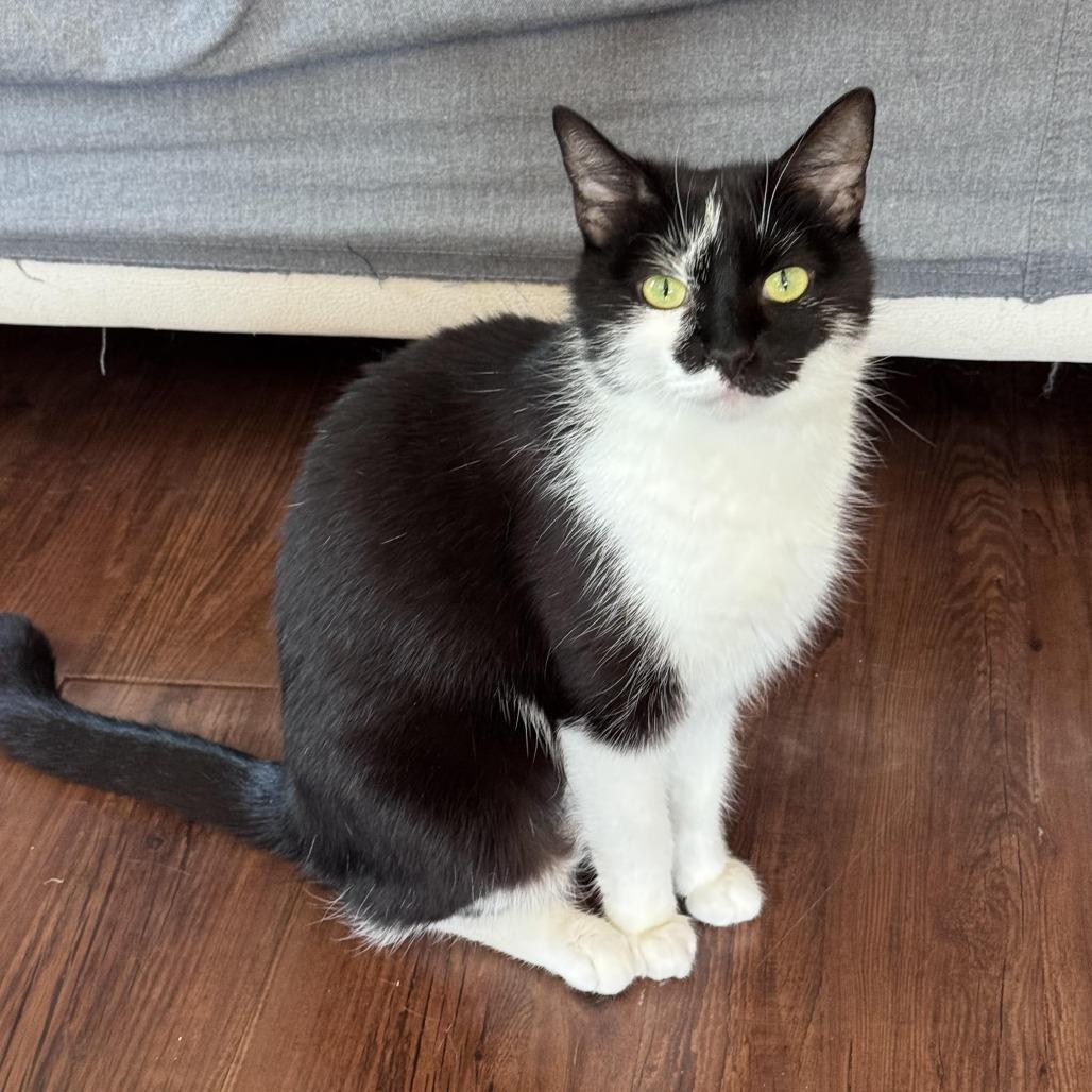 Enlarge Paprika, a Adoptable Domestic Short Hair in Chapel Hill, NC image 1/4