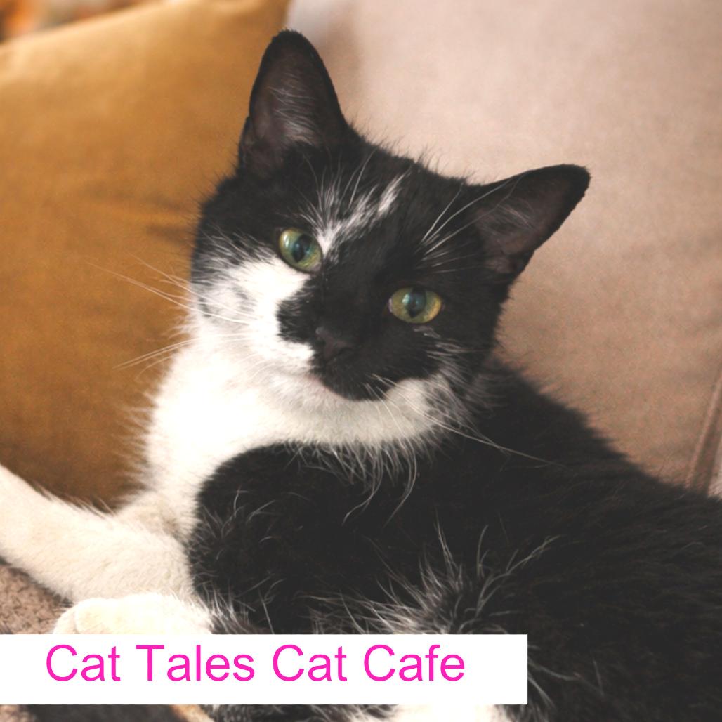 Enlarge Paprika, a Adoptable Domestic Short Hair in Chapel Hill, NC image 2/4