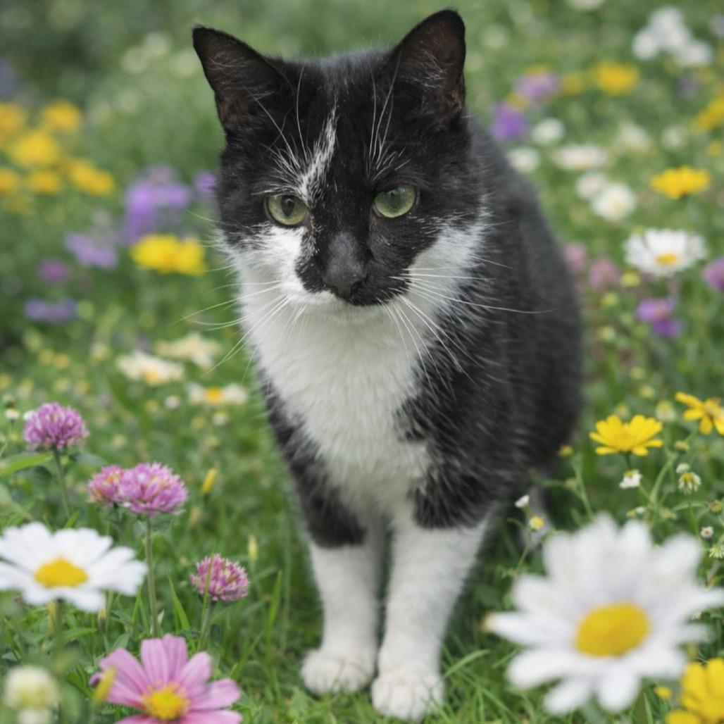 Enlarge Paprika, a Adoptable Domestic Short Hair in Chapel Hill, NC image 4/4