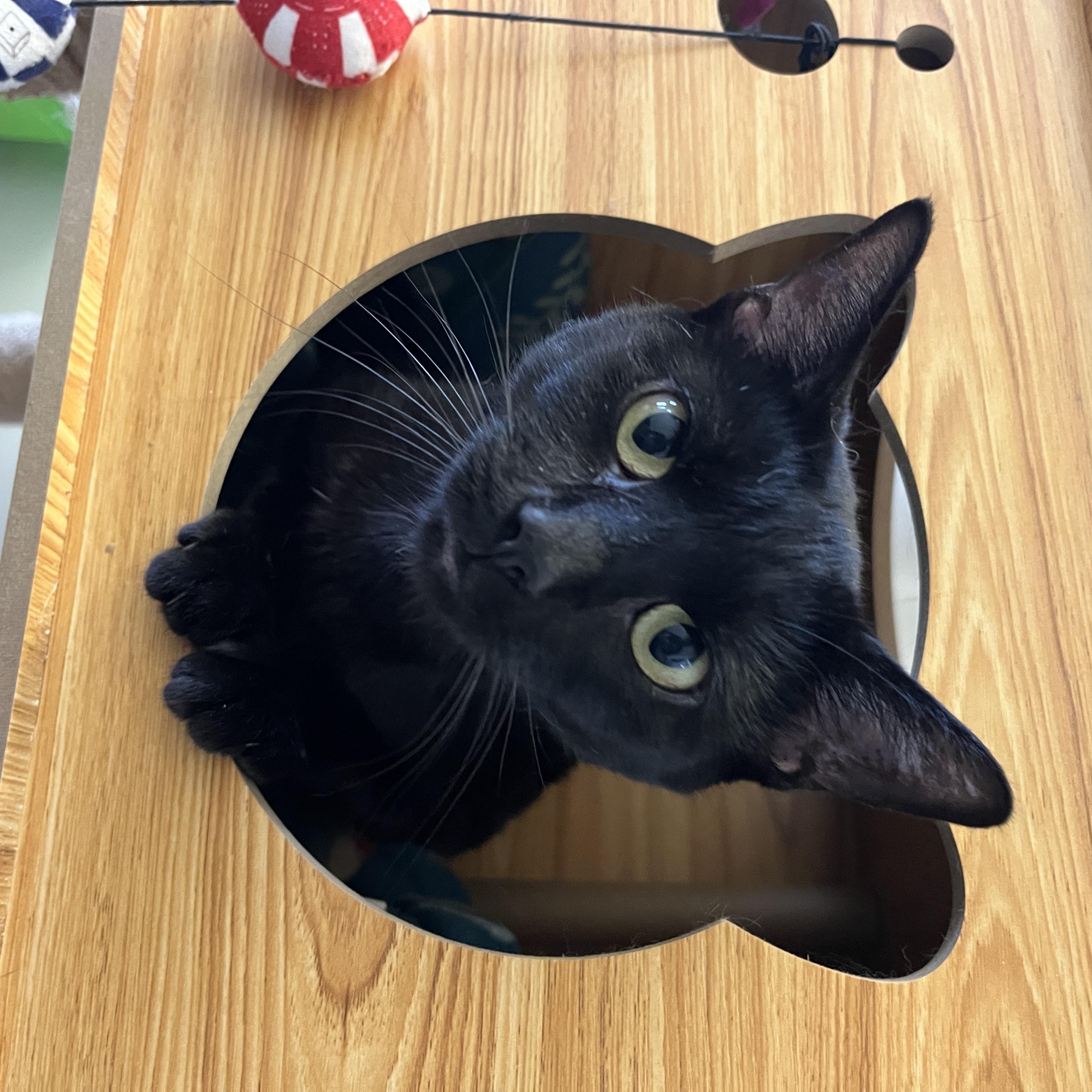 Enlarge Sweetie Tarts, a ADOPTABLE Domestic Short Hair in McKenzie, TN image 1/3