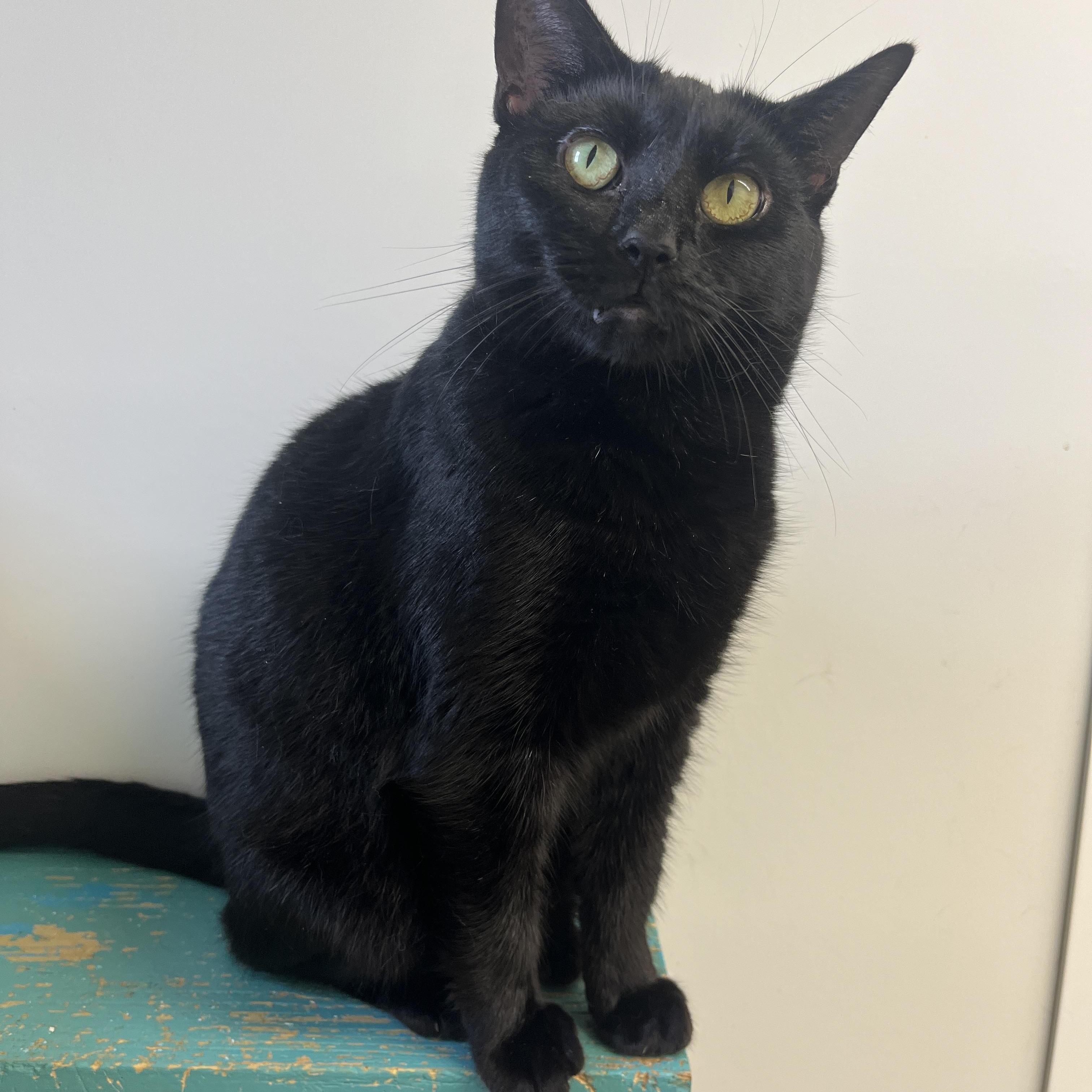 Enlarge Sweetie Tarts, a ADOPTABLE Domestic Short Hair in McKenzie, TN image 3/3