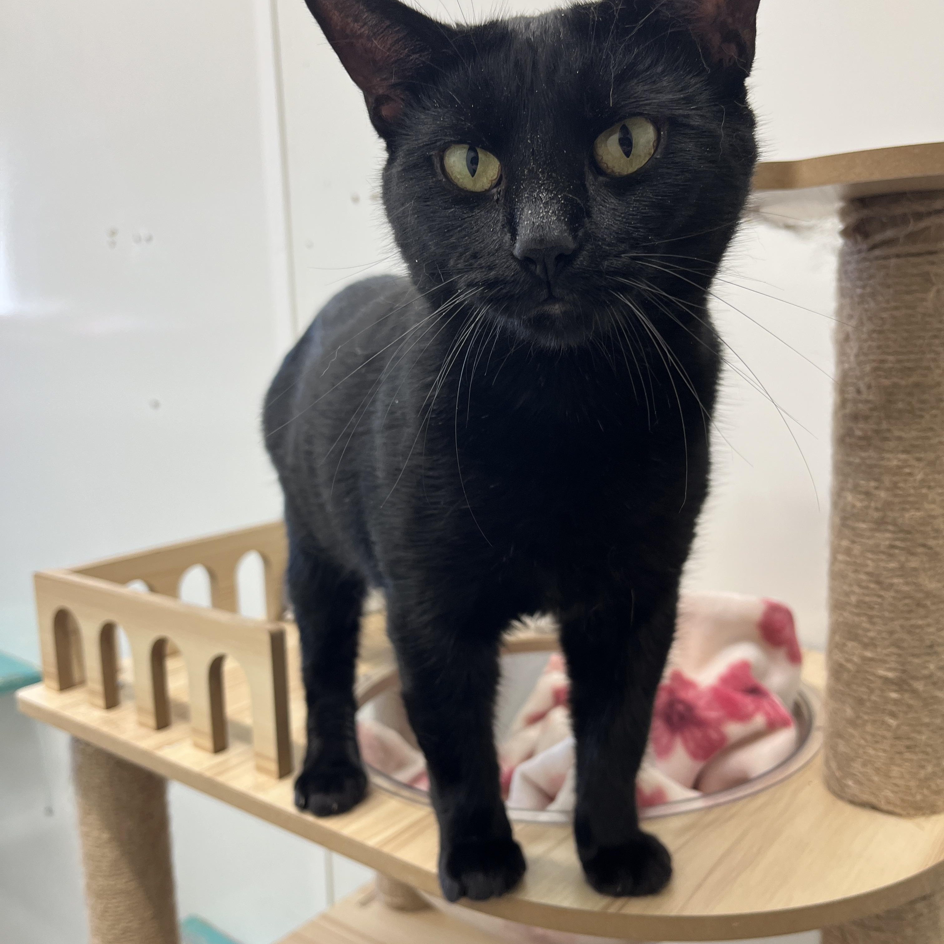 Enlarge Sweetie Tarts, a ADOPTABLE Domestic Short Hair in McKenzie, TN image 1/3