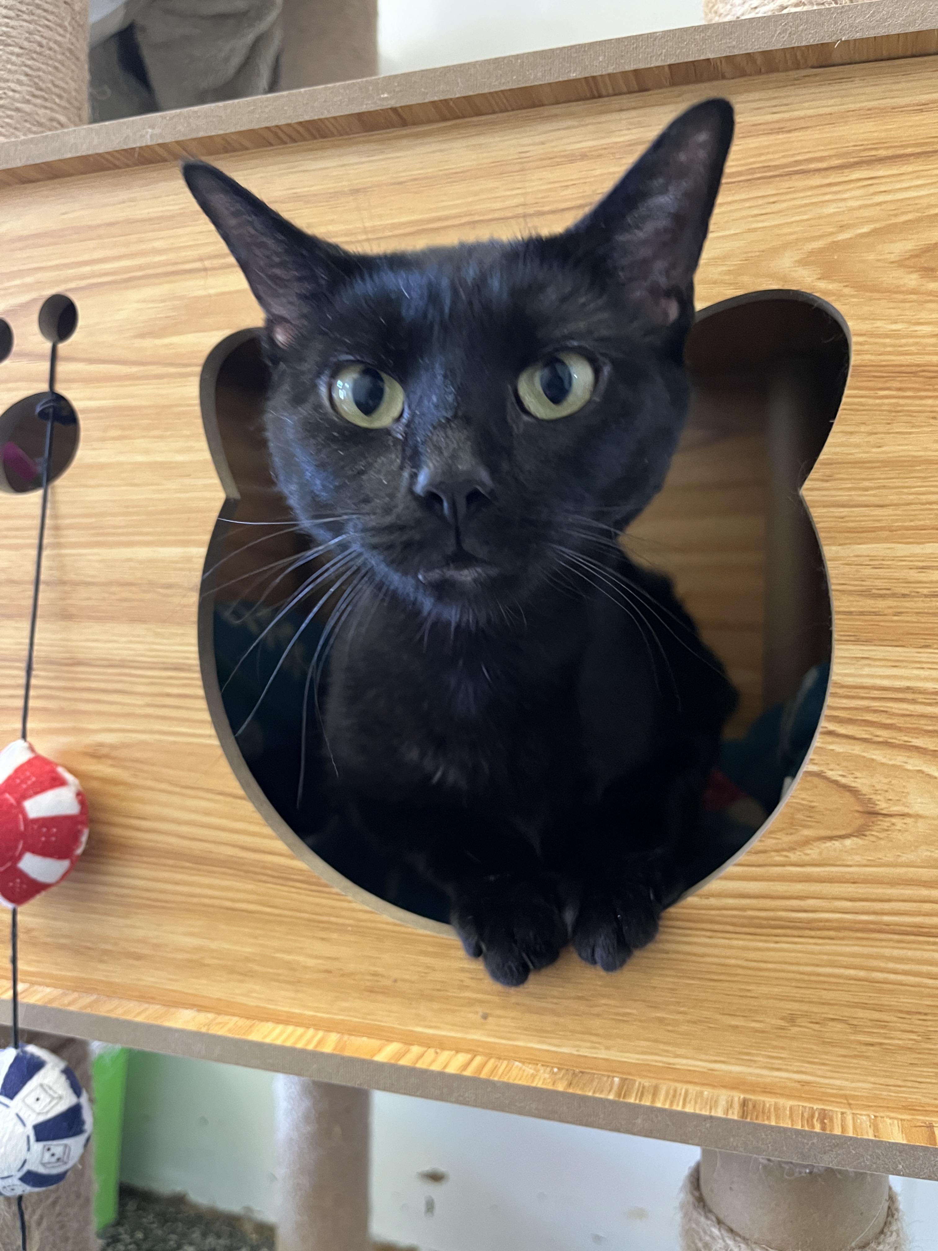 Enlarge Sweetie Tarts, a ADOPTABLE Domestic Short Hair in McKenzie, TN image 2/3