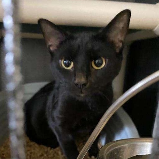 Enlarge Sweetie Tarts, a ADOPTABLE Domestic Short Hair in McKenzie, TN image 3/3