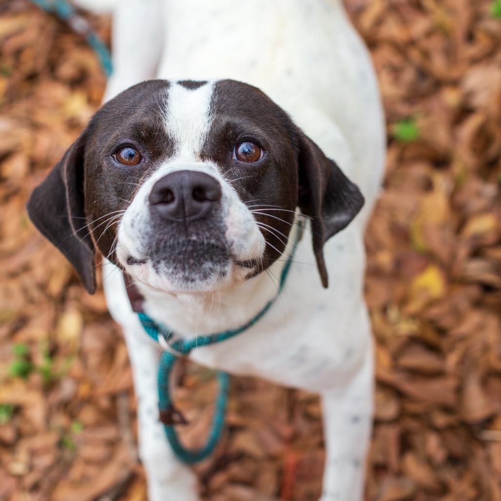 Enlarge Emmie, a Adoptable mixed breed in Hattiesburg, MS image 1/3