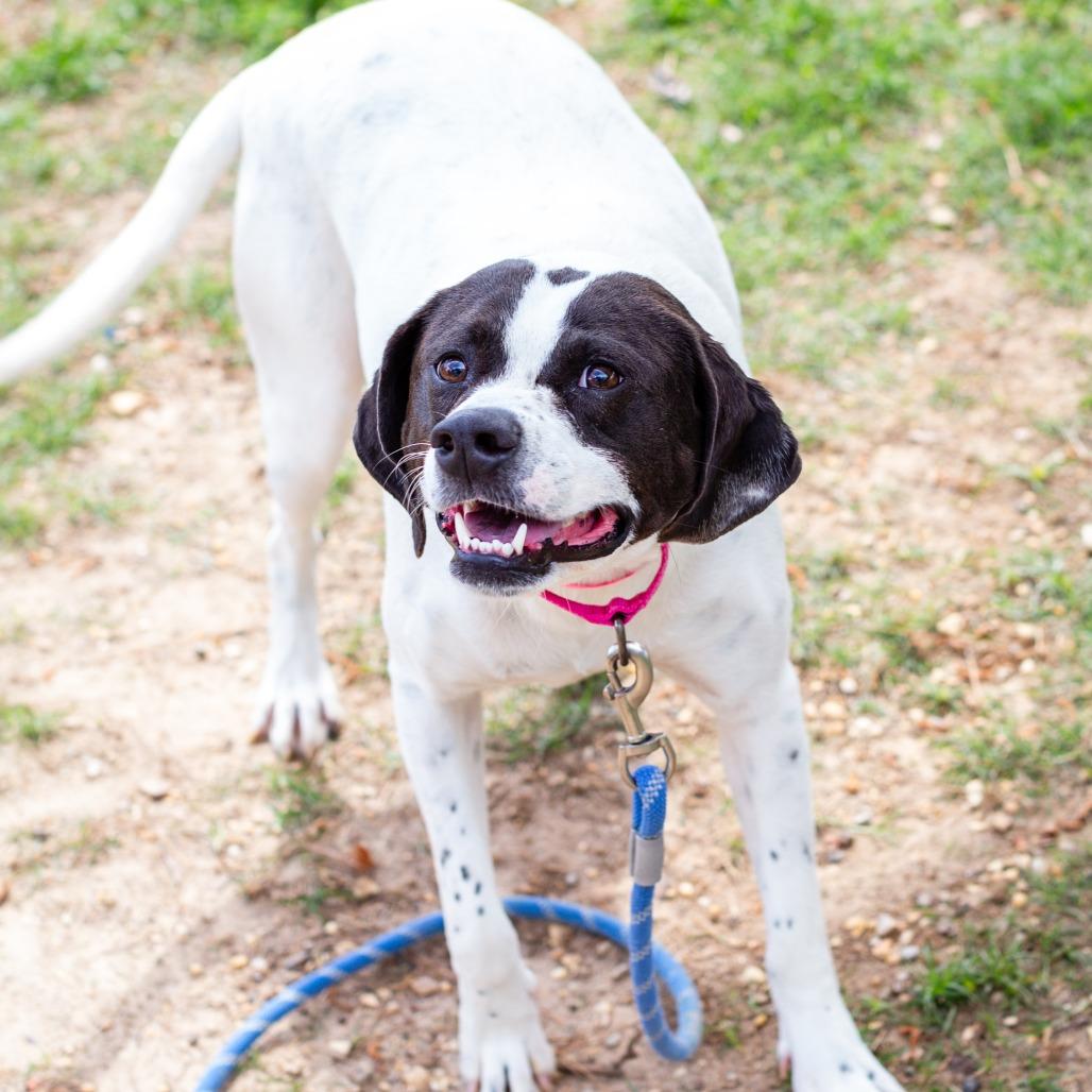 Enlarge Emmie, a Adoptable mixed breed in Hattiesburg, MS image 2/3