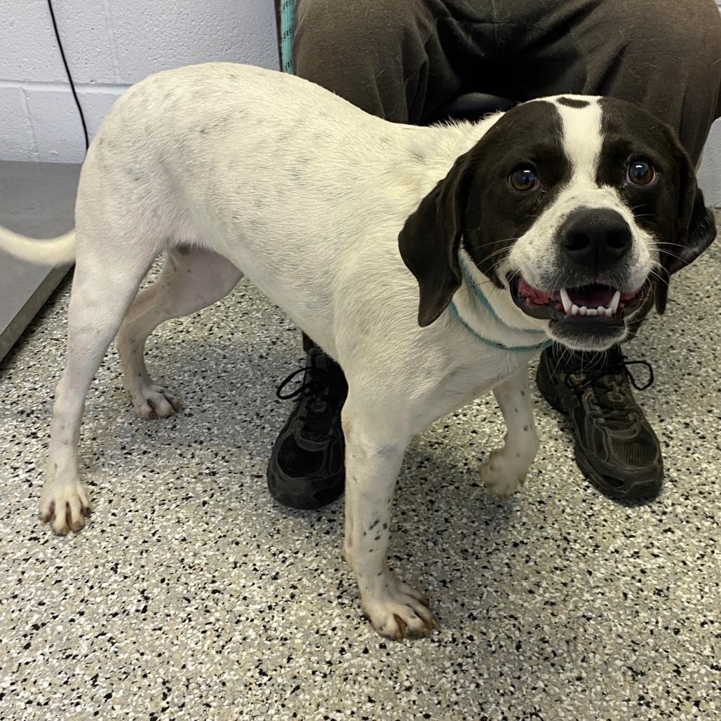 Enlarge Emmie, a Adoptable mixed breed in Hattiesburg, MS image 3/3