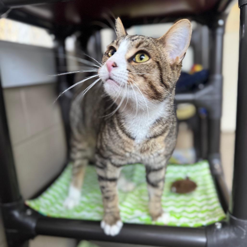 Peru, Adoptable, Young Male Domestic Short Hair.