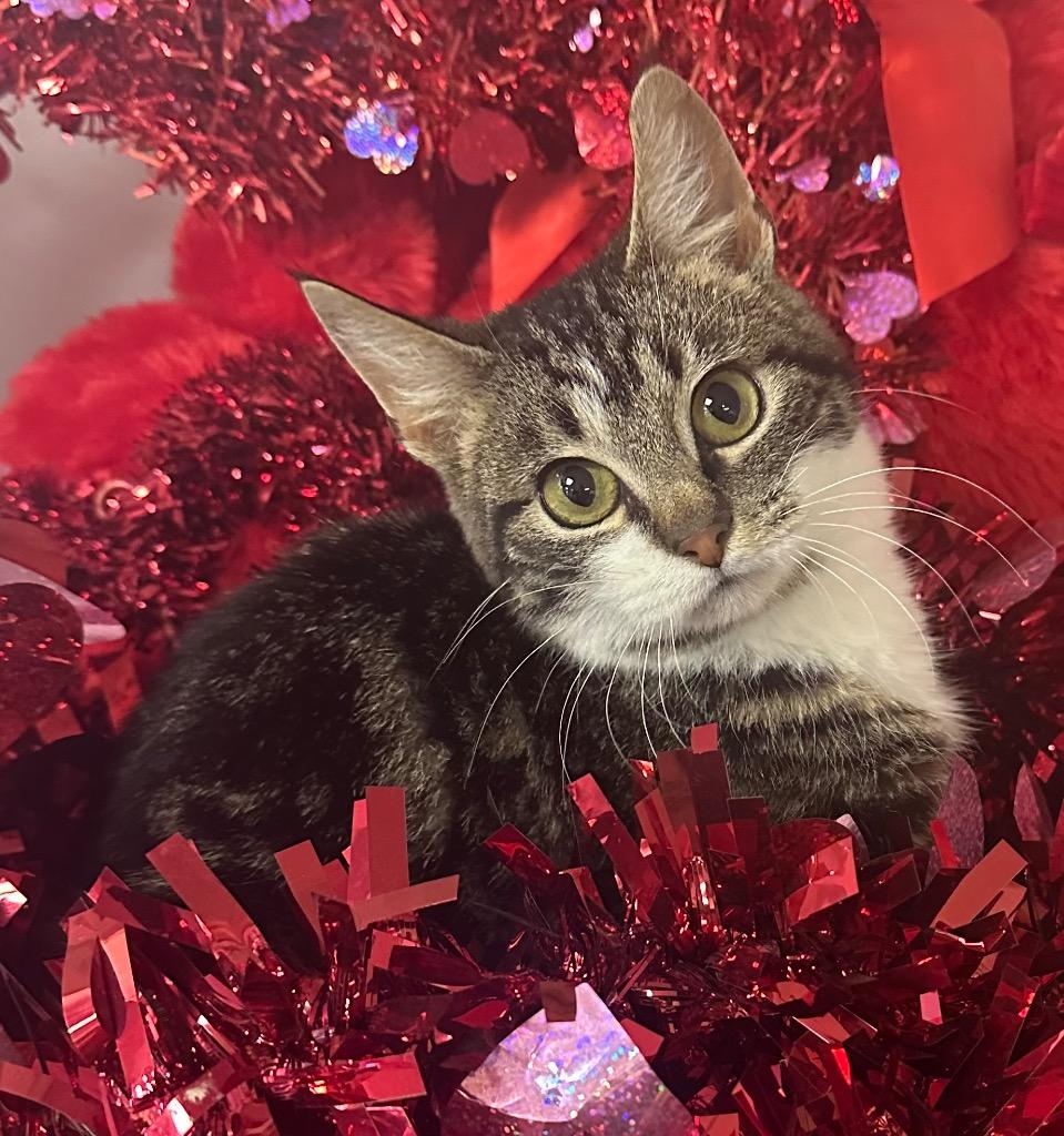 1/20/26 Andrew, Adopted, Kitten Male Domestic Short Hair.