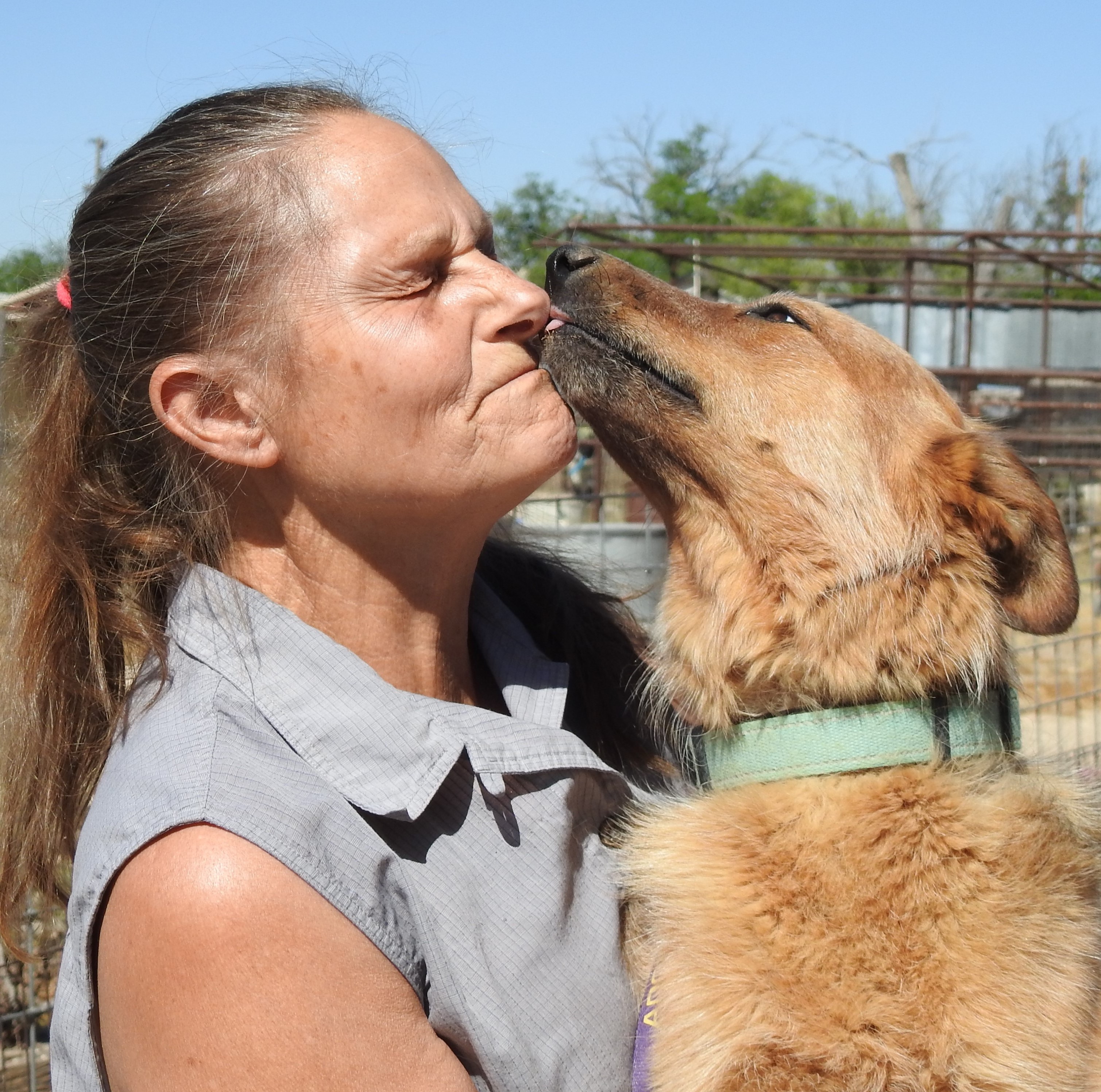 Pepper, Adopted, Young Male Australian Cattle Dog / Blue Heeler & Mixed Breed.