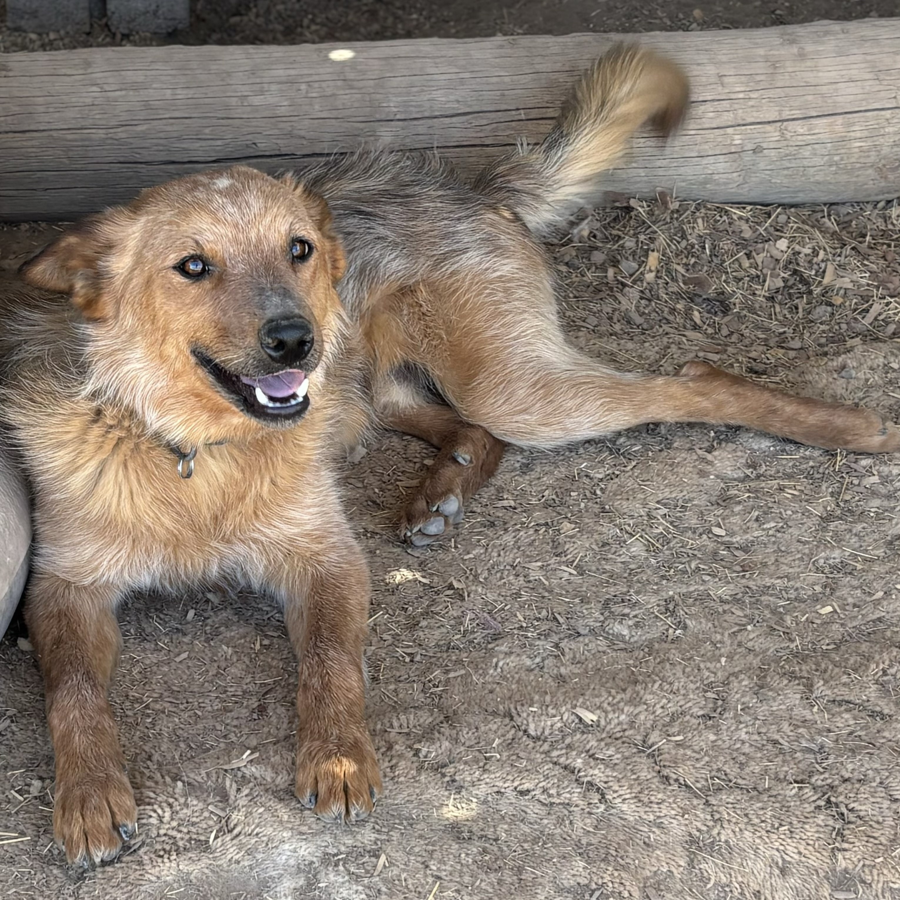 Enlarge Pepper, a Adopted mixed breed in Marathon, TX image 2/4