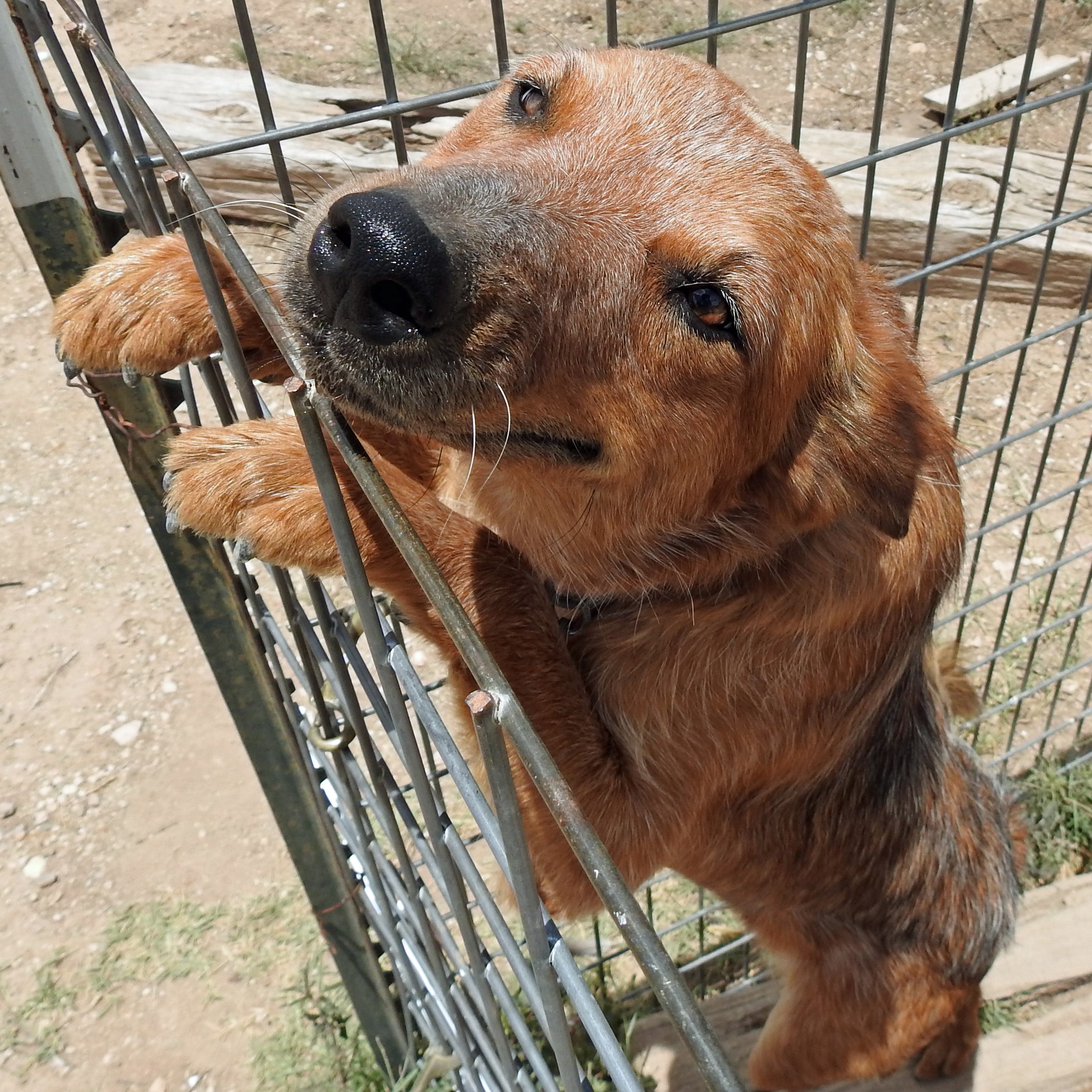 Enlarge Pepper, a Adopted mixed breed in Marathon, TX image 3/4