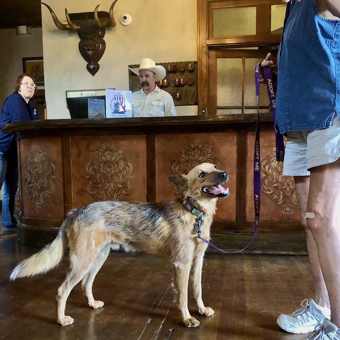 Enlarge Pepper, a Adopted mixed breed in Marathon, TX image 4/4