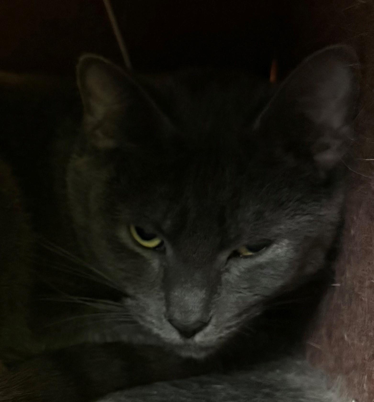 Target, adoptable, Adult Female Domestic Short Hair.