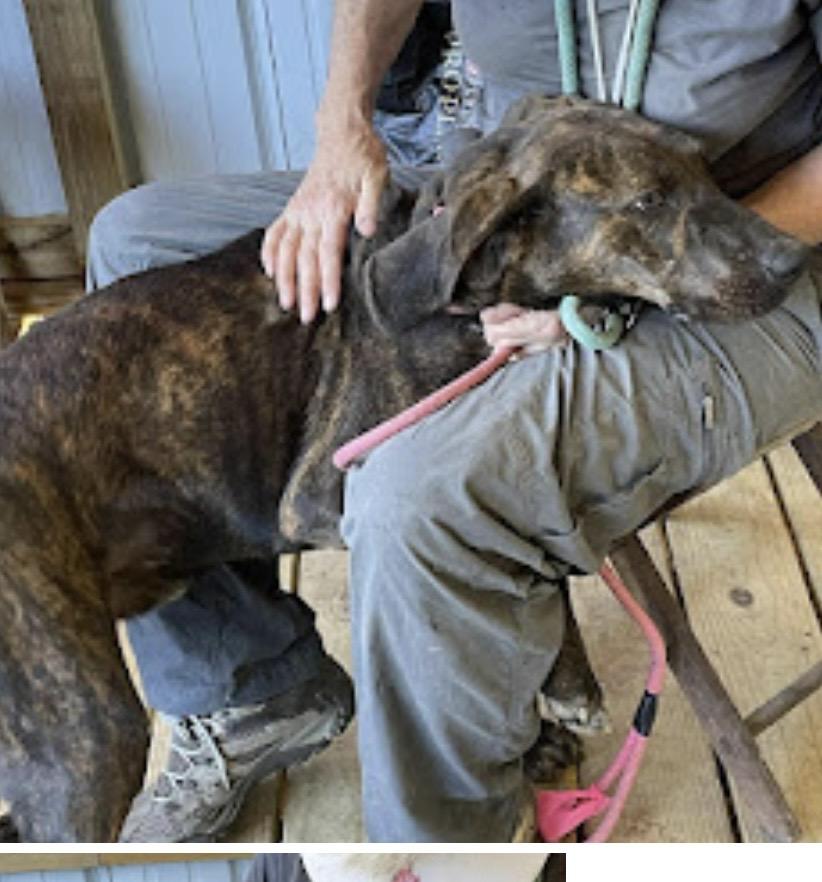 Sherman, a Adoptable mixed breed in WARREN, RI image 1/4