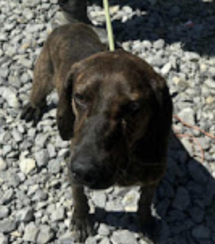 Sherman, a Adoptable mixed breed in WARREN, RI image 2/4