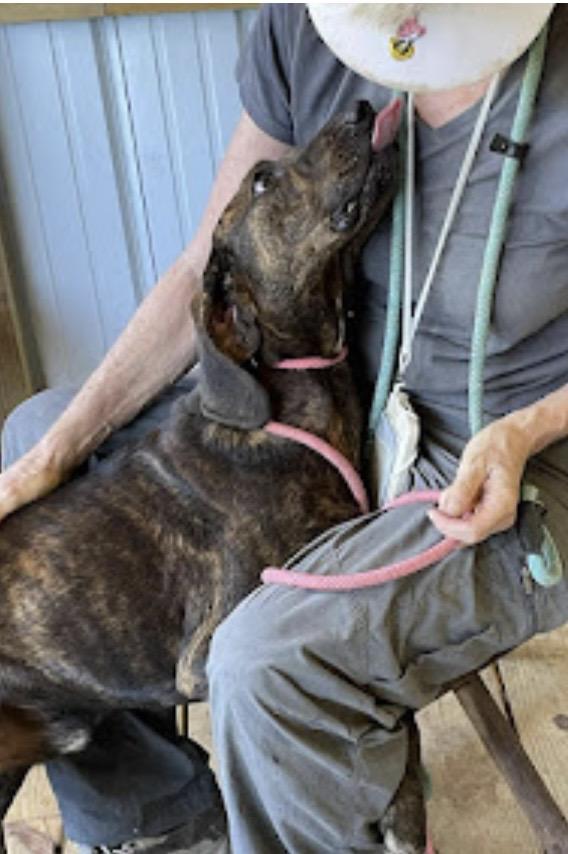 Sherman, a Adoptable mixed breed in WARREN, RI image 3/4