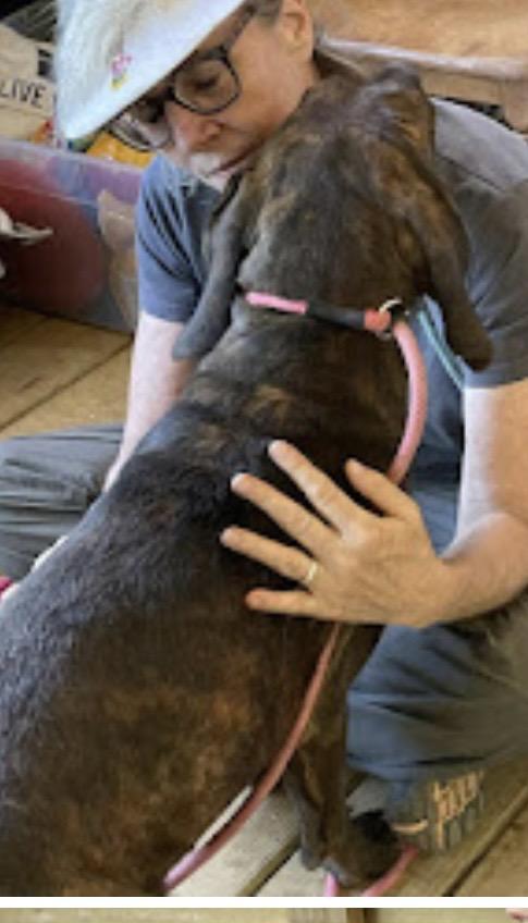 Sherman, a Adoptable mixed breed in WARREN, RI image 4/4