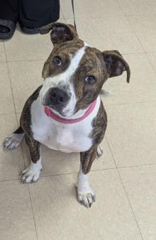 KAZOO, Adoptable, Young Female Pit Bull Terrier & Mixed Breed.