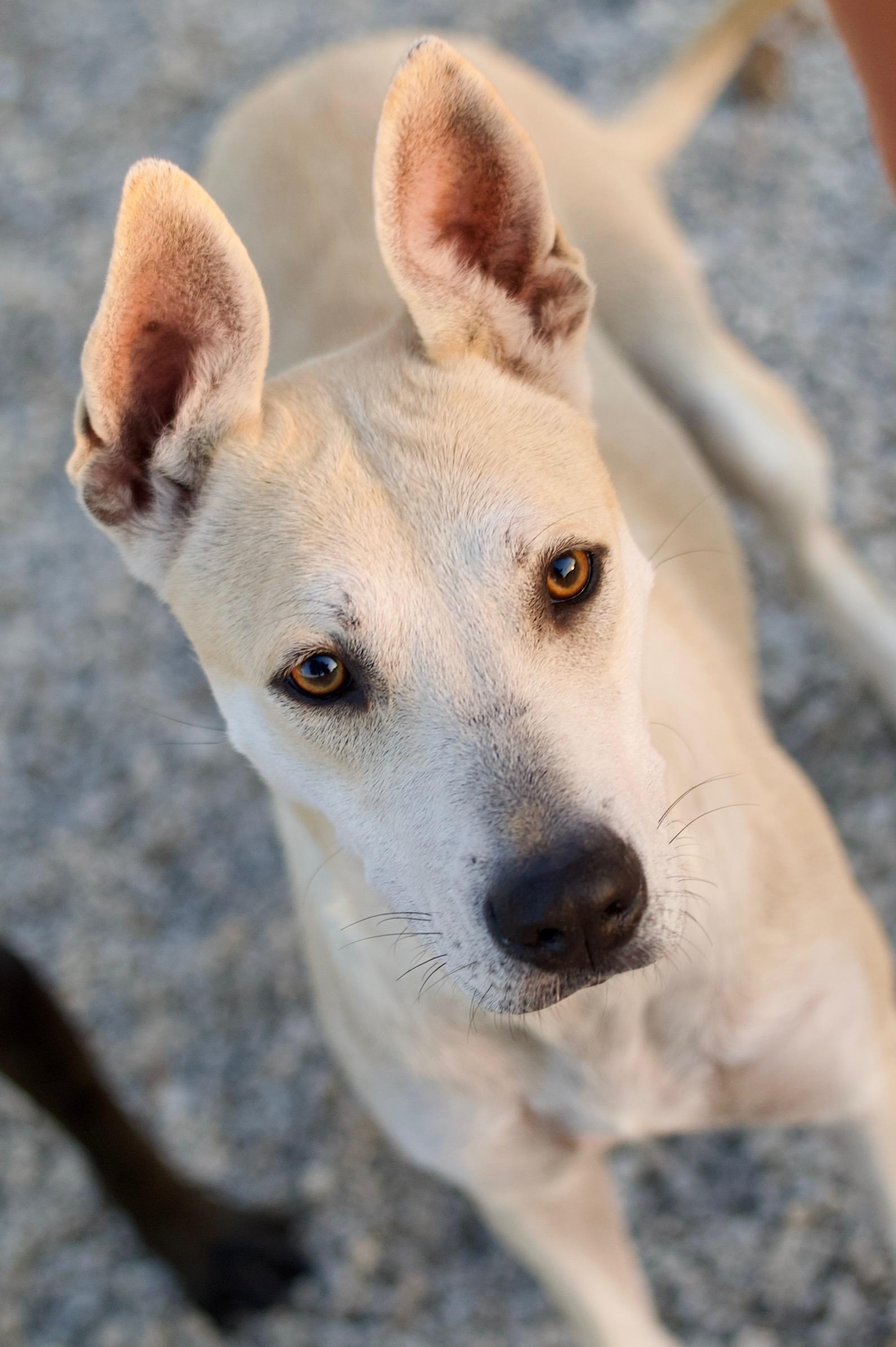 Enlarge Sydney, a Adoptable mixed breed in Hiawatha, KS image 1/3