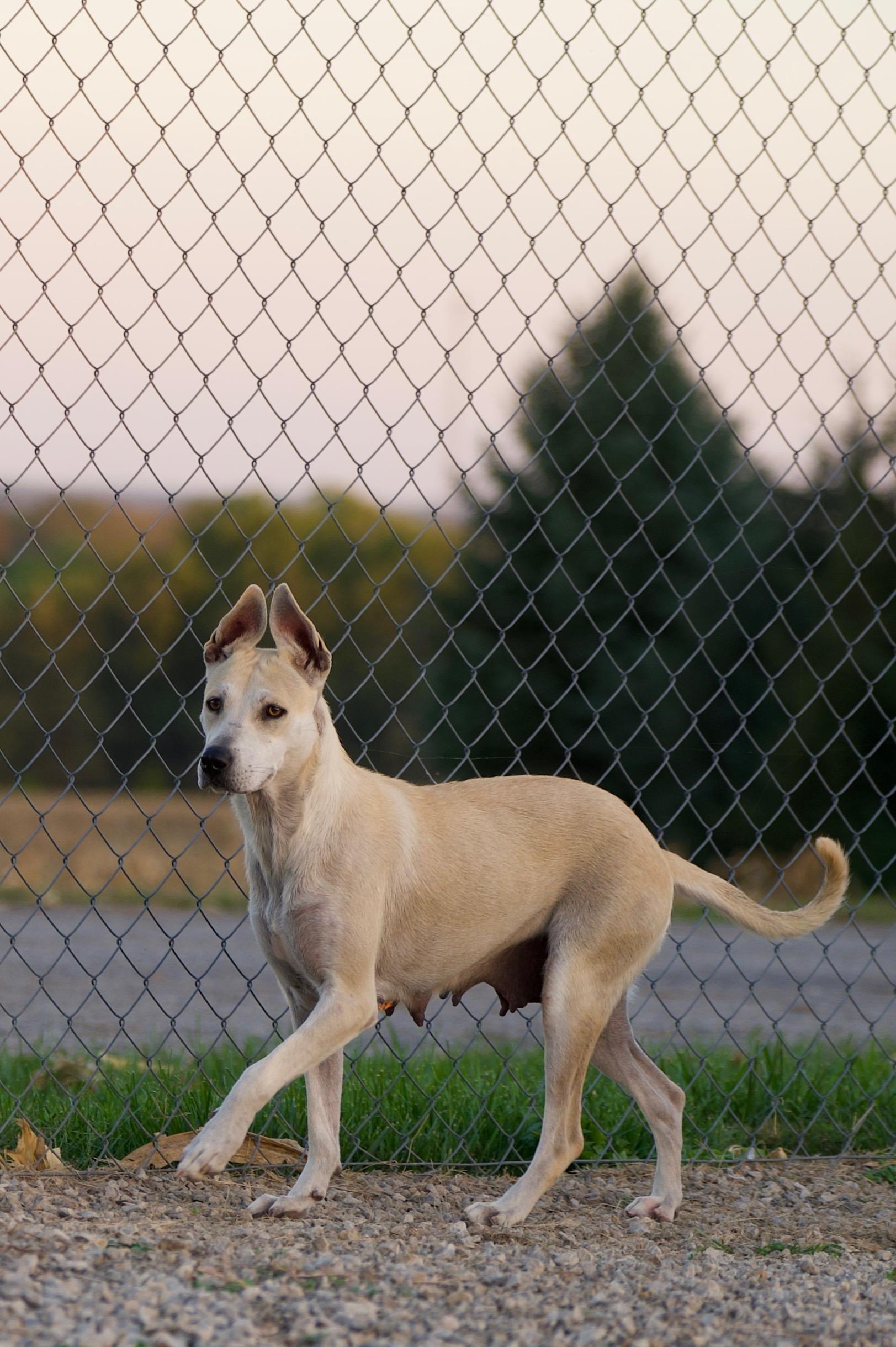 Enlarge Sydney, a Adoptable mixed breed in Hiawatha, KS image 2/3