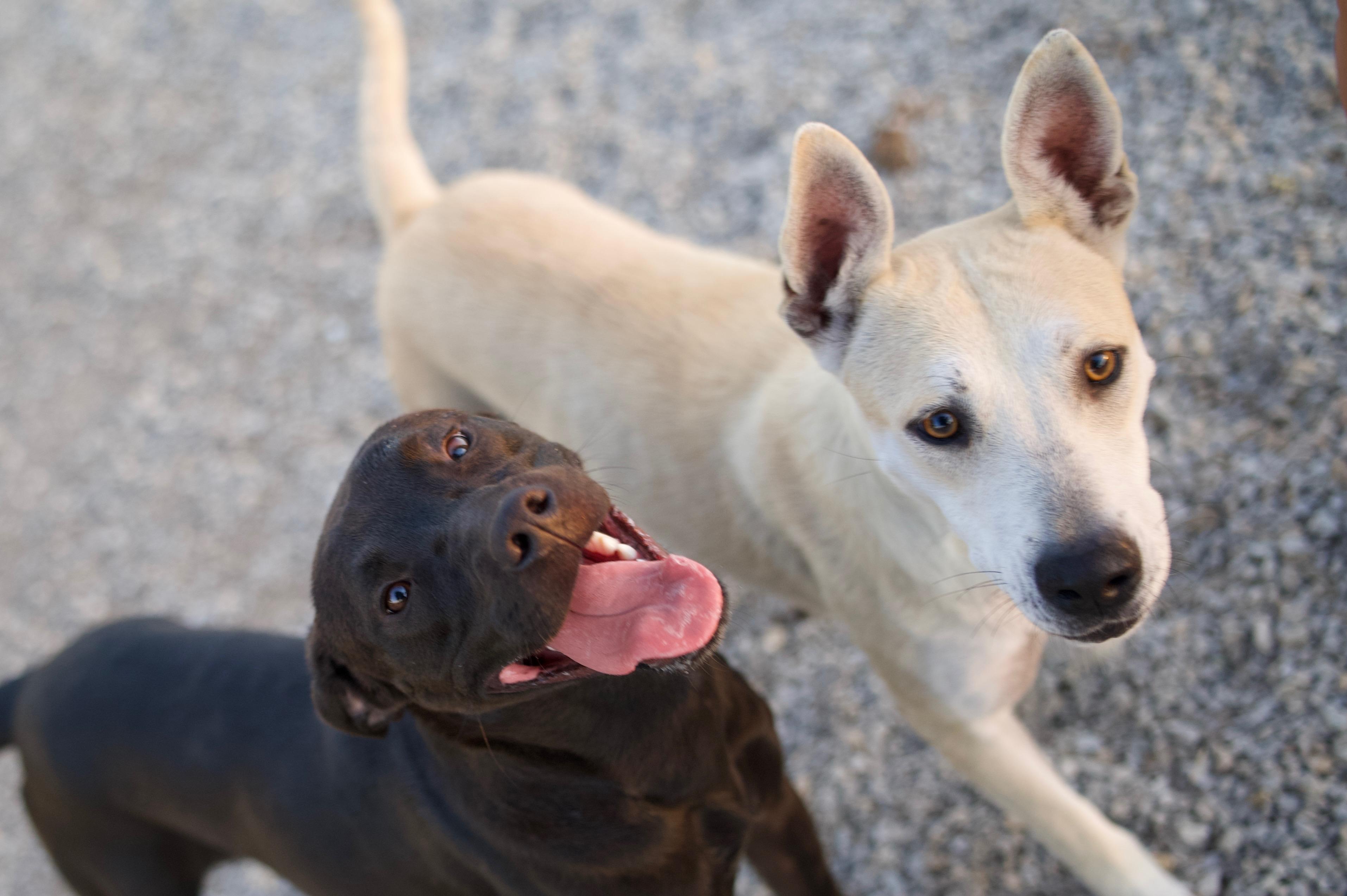 Enlarge Sydney, a Adoptable mixed breed in Hiawatha, KS image 3/3