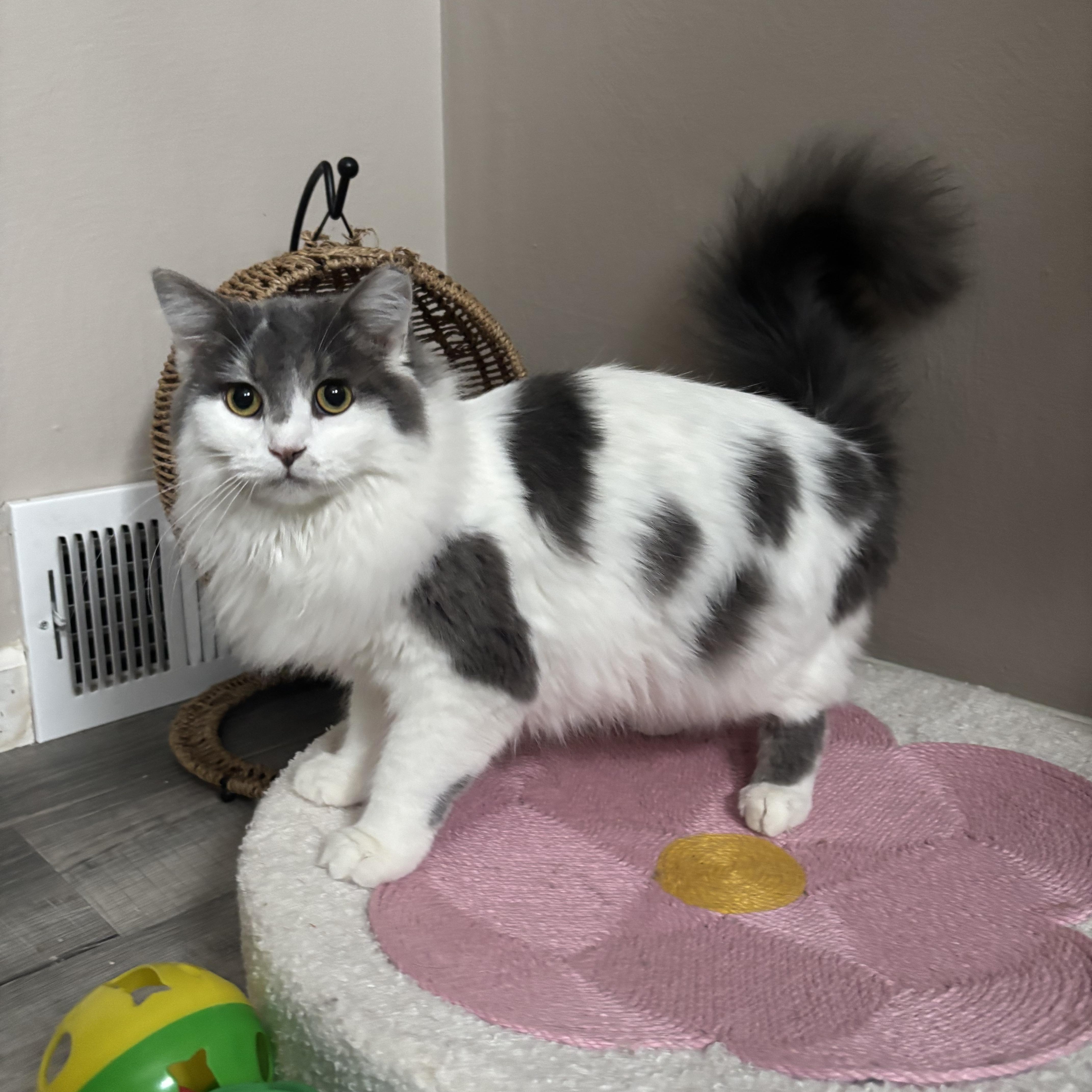 Dusty, ADOPTABLE, Young Female Domestic Medium Hair.