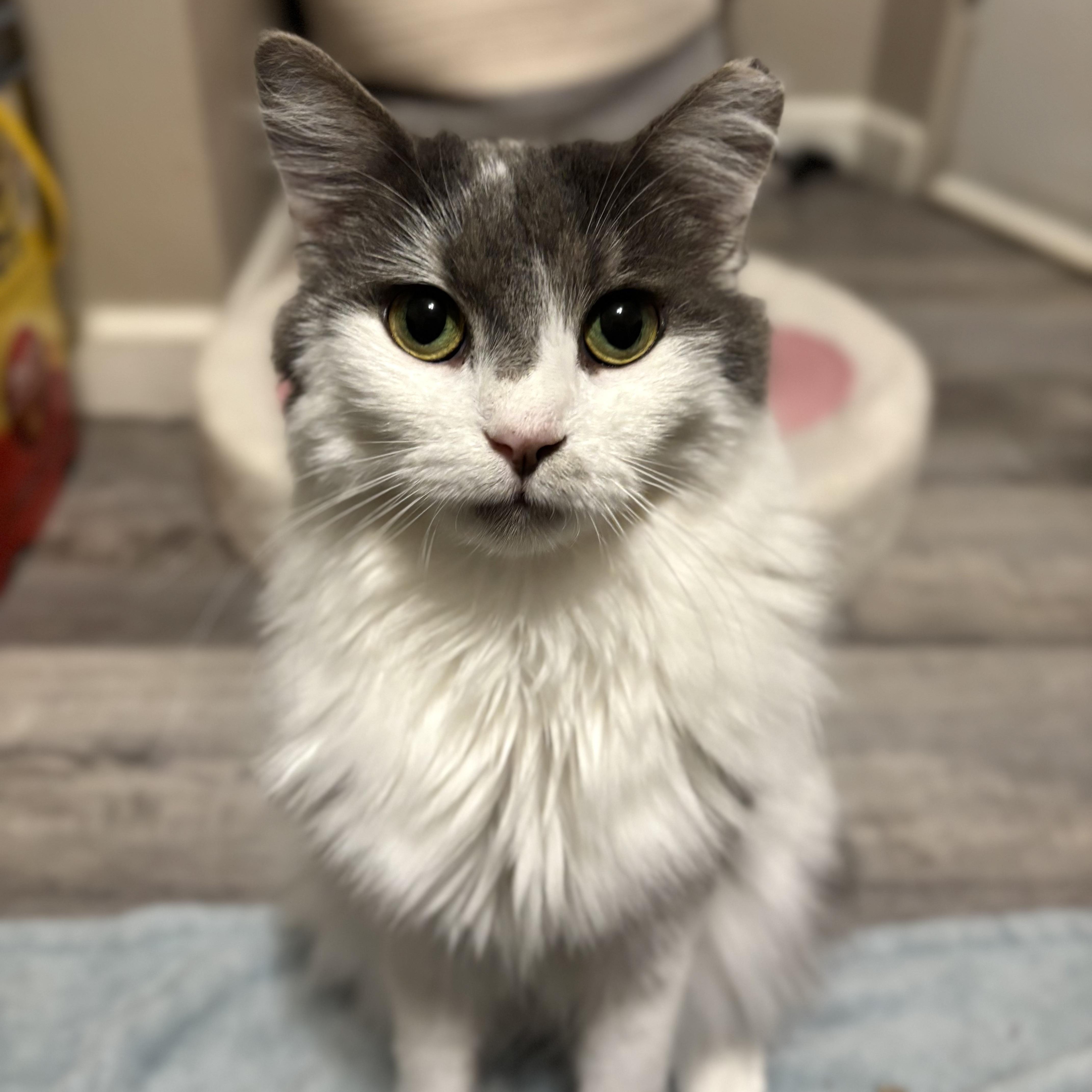 Enlarge Dusty, a Adoptable mixed breed in South Park, PA image 4/6
