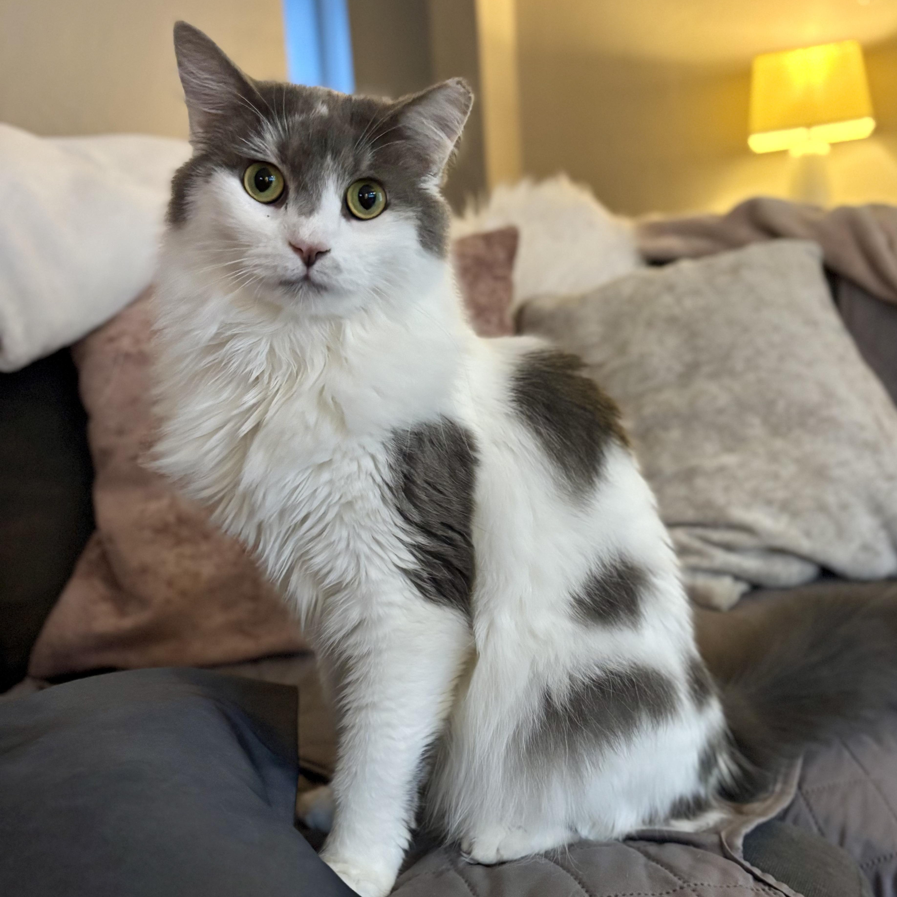 Enlarge Dusty, a Adoptable mixed breed in South Park, PA image 3/6