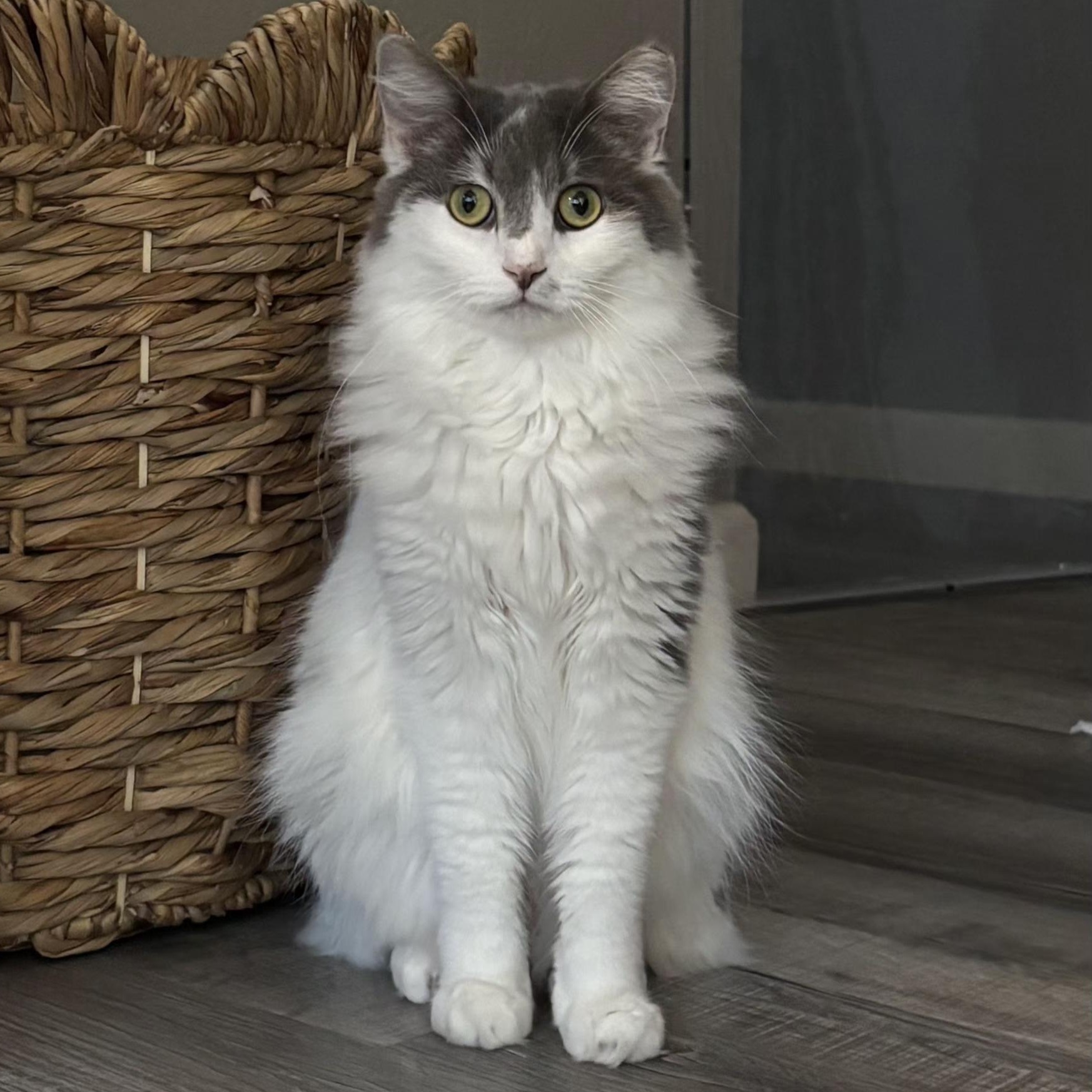Enlarge Dusty, a ADOPTABLE mixed breed in South Park, PA image 5/6