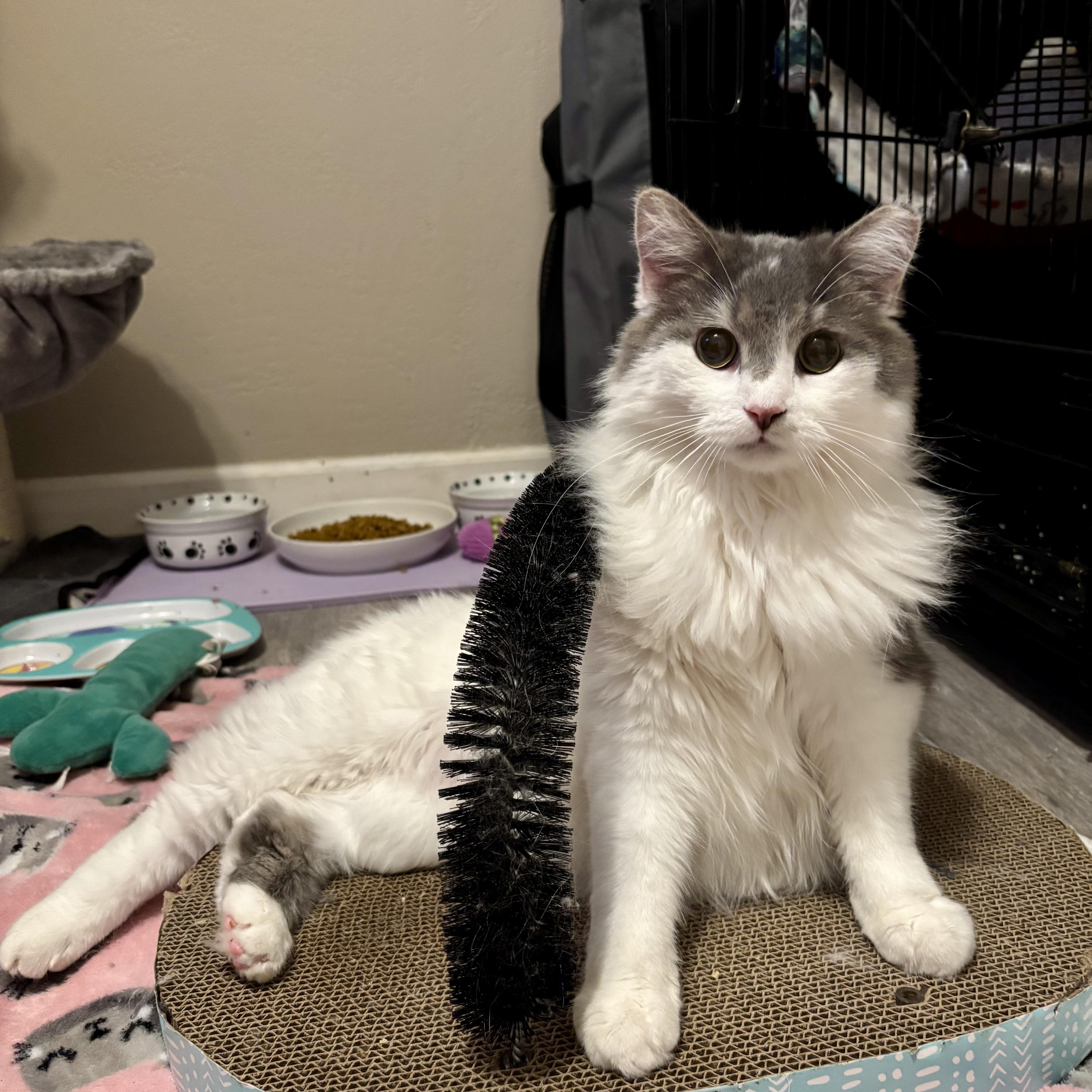 Enlarge Dusty, a ADOPTABLE mixed breed in South Park, PA image 6/6
