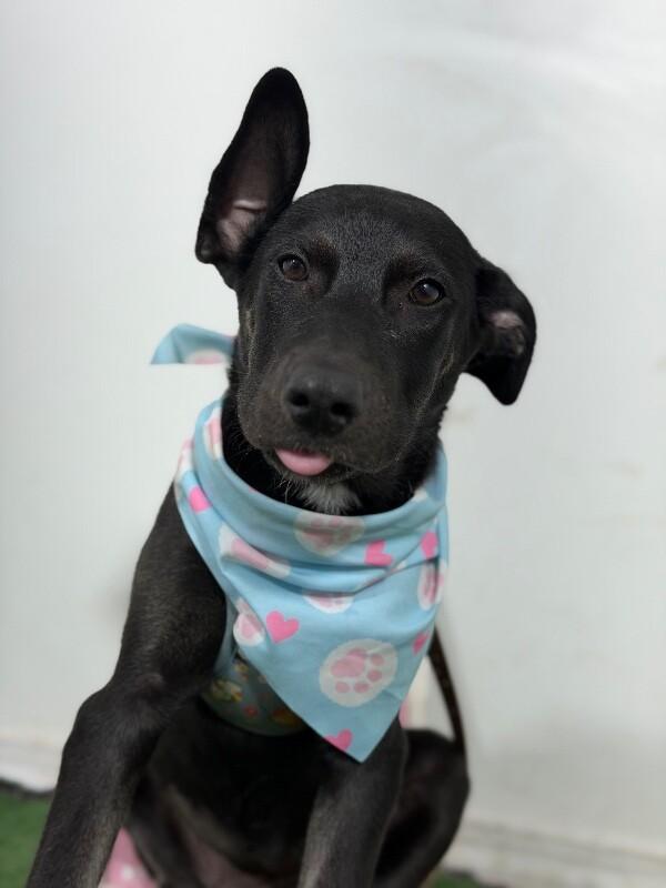 Princess Belle-One of our Amazing Rescue Dogs, Adoptable, Puppy Female Australian Kelpie & Whippet.