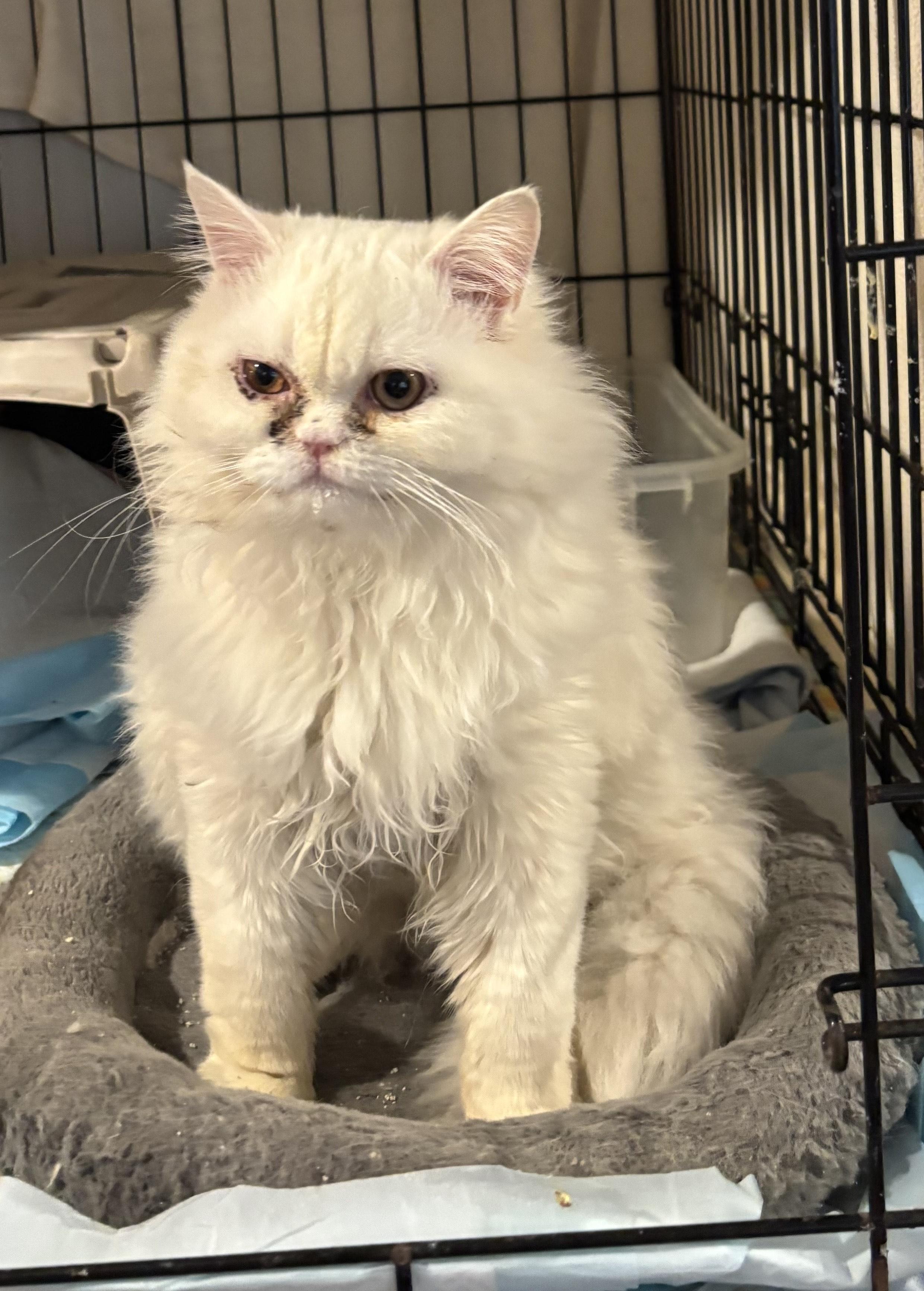 Casper (Persian), a ADOPTABLE Persian in Fairfax, VA image 4/4