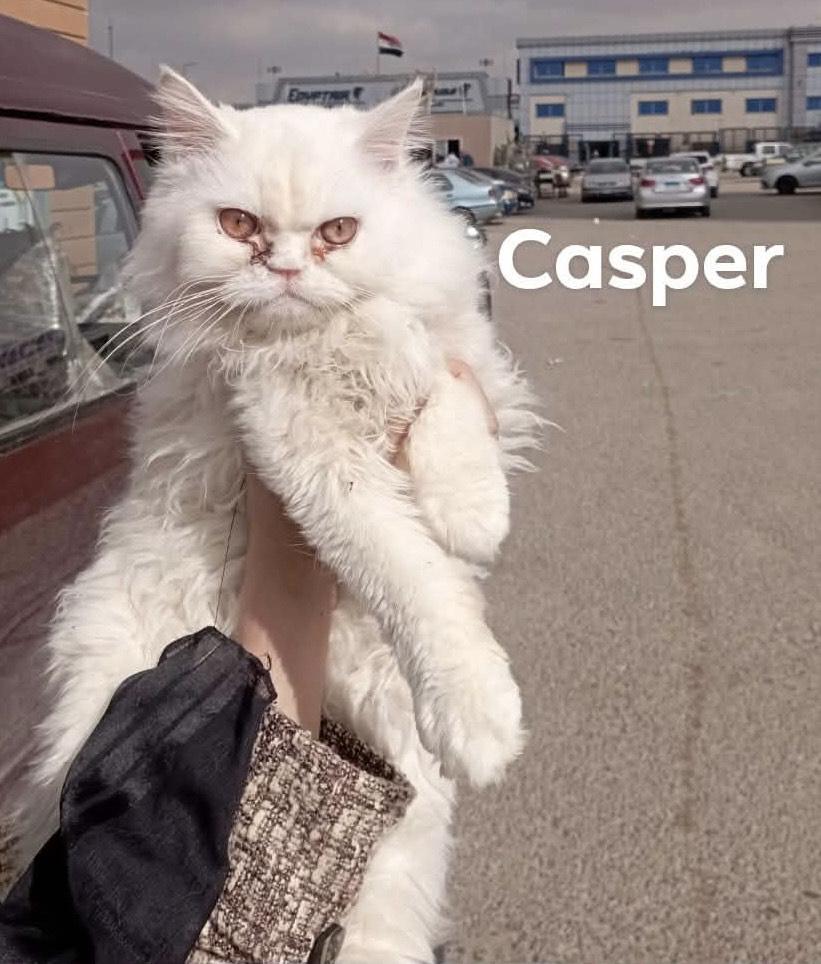 Casper (Persian), a ADOPTABLE Persian in Fairfax, VA image 3/4