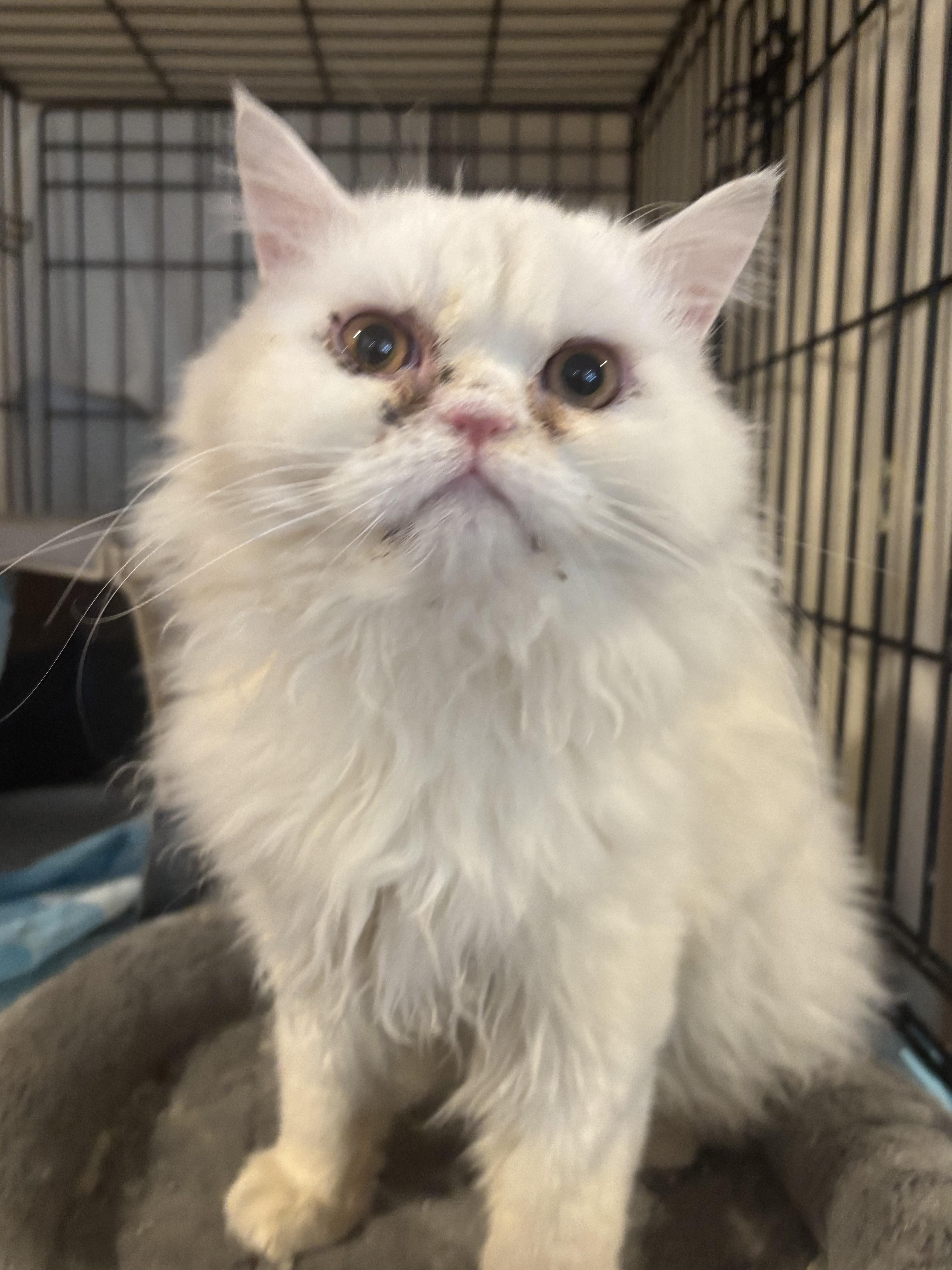Casper (Persian), ADOPTABLE, Young Male Persian.