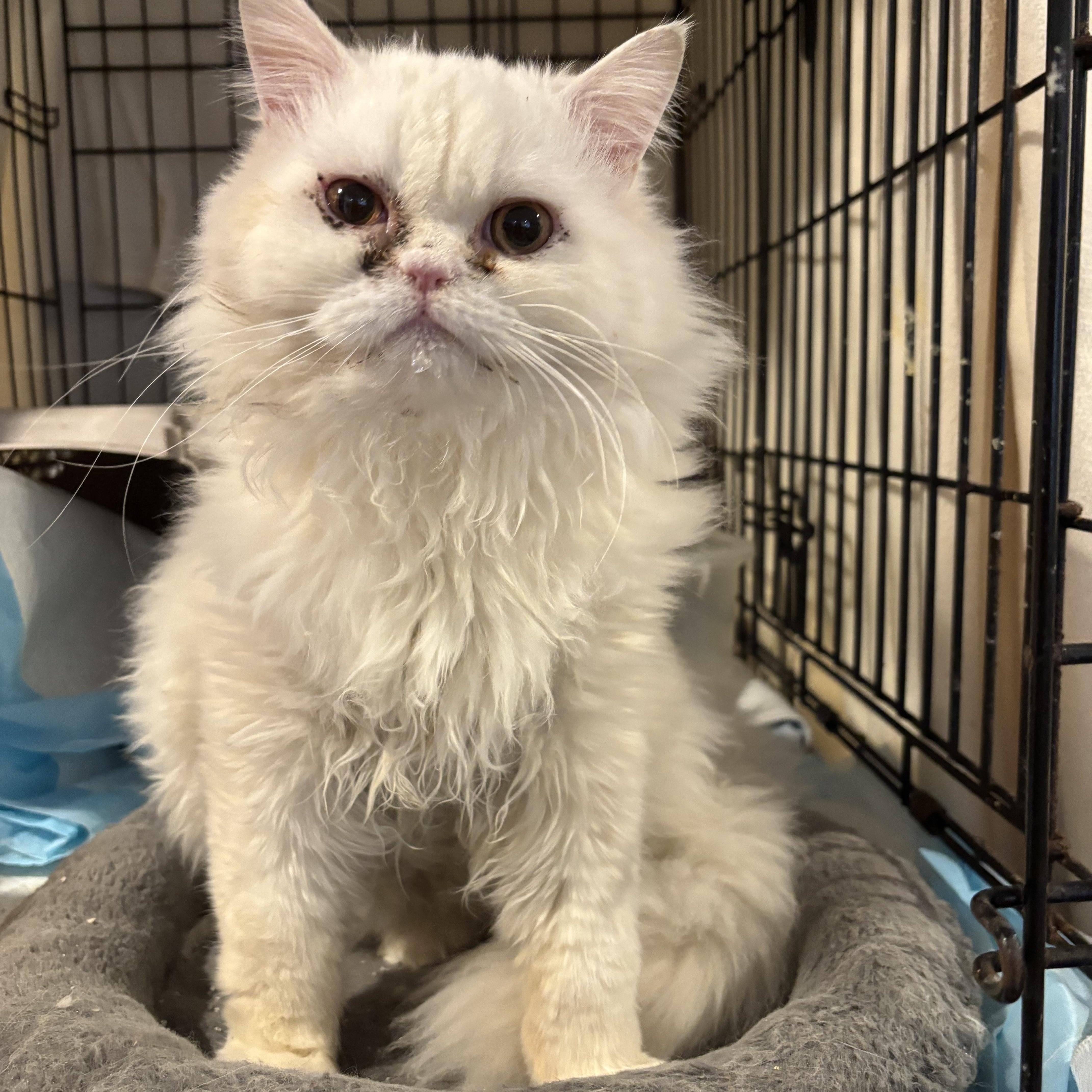 Casper (Persian), a ADOPTABLE Persian in Fairfax, VA image 2/4