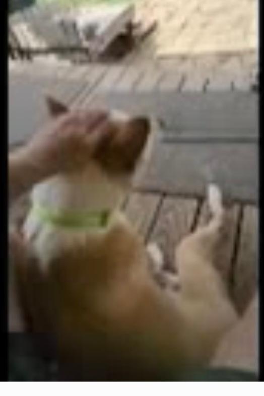 Enlarge Rudy, a Adoptable mixed breed in Cleveland, OH image 2/6