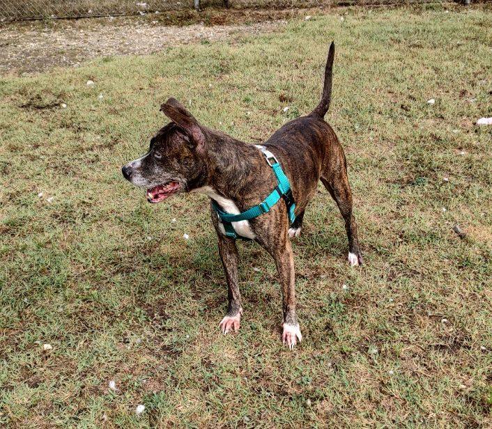 Bisquick, a Adoptable Mixed Breed in Cape May Court House, NJ image 3/6
