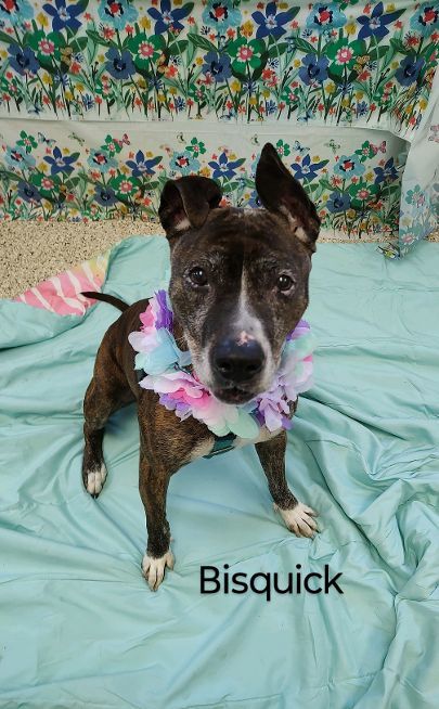 Bisquick, a Adoptable Mixed Breed in Cape May Court House, NJ image 4/6